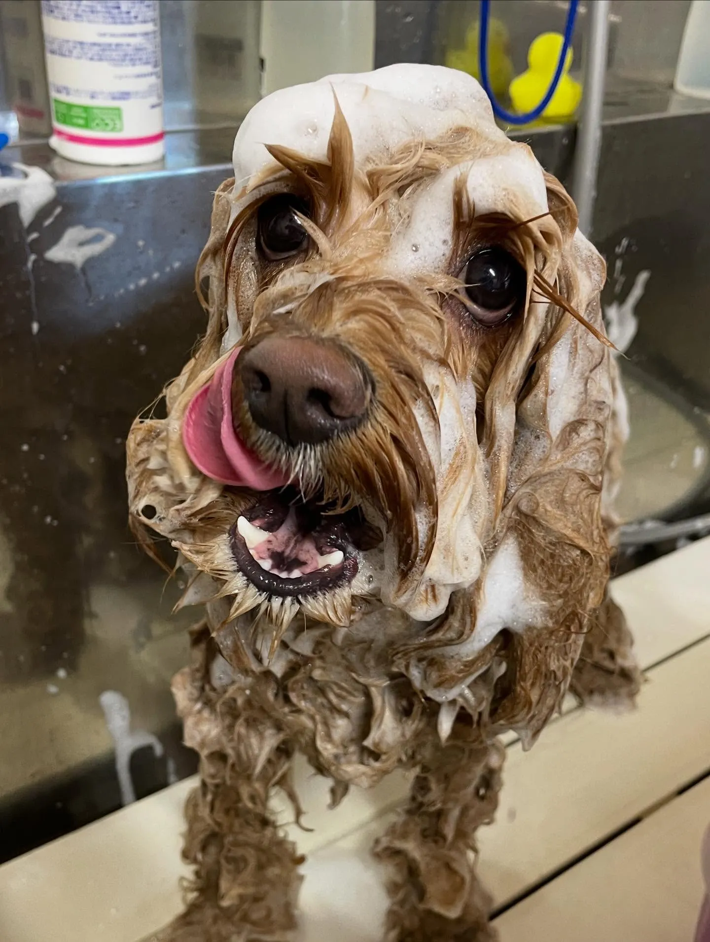 🍃今日のトリミング🍃ミックス犬🐶｜名東区・千種区・守山区の動...