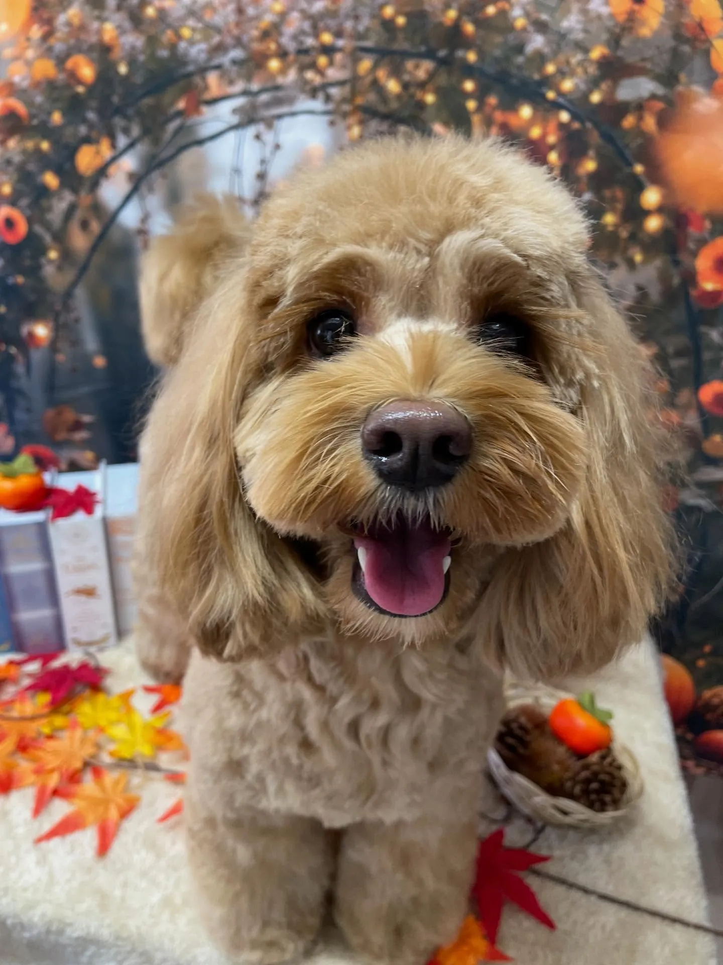 🍃今日のトリミング🍃ミックス犬🐶｜名東区・千種区・守山区の動...