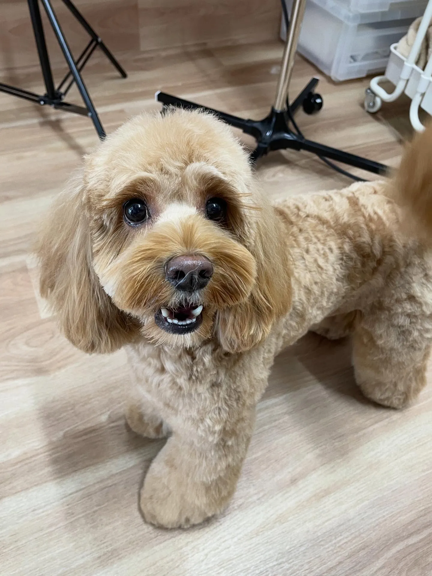 🍃今日のトリミング🍃ミックス犬🐶｜名東区・千種区・守山区の動...