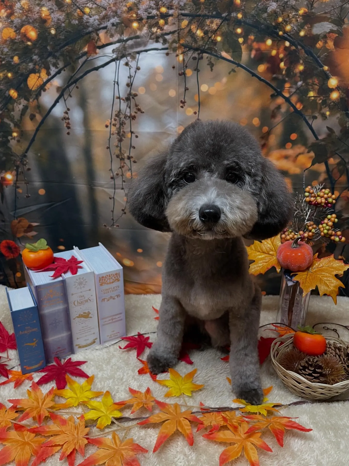 🍃今日のトリミング🍃プードル🐶｜名東区・千種区・守山区の動物...