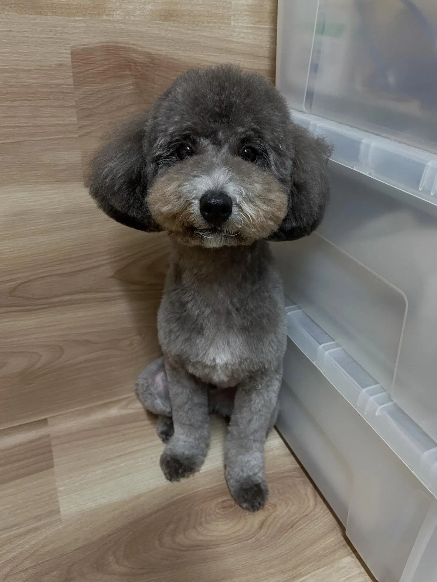 🍃今日のトリミング🍃プードル🐶｜名東区・千種区・守山区の動物...