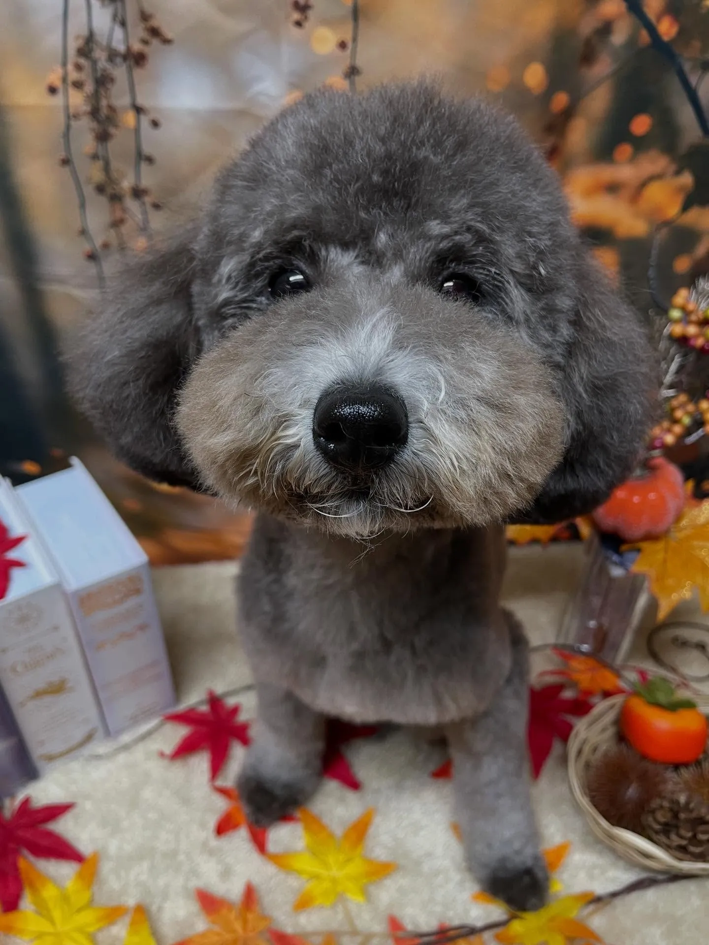 🍃今日のトリミング🍃プードル🐶｜名東区・千種区・守山区の動物...