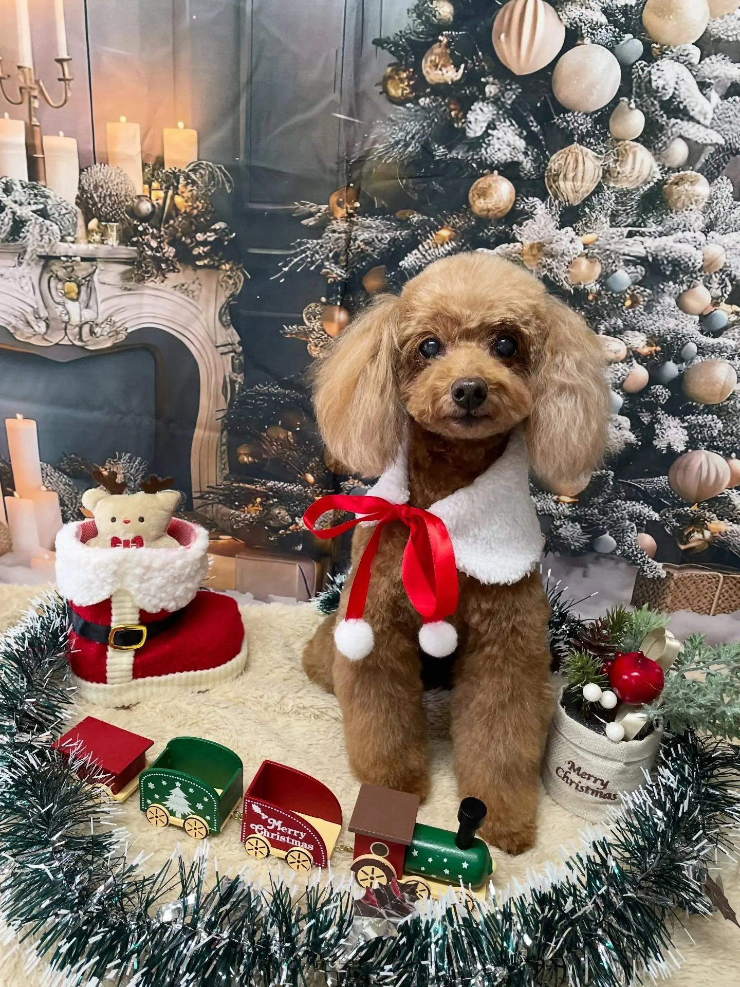 🍃今日のトリミング🍃プードル🐶｜名東区・千種区・守山区の動物...