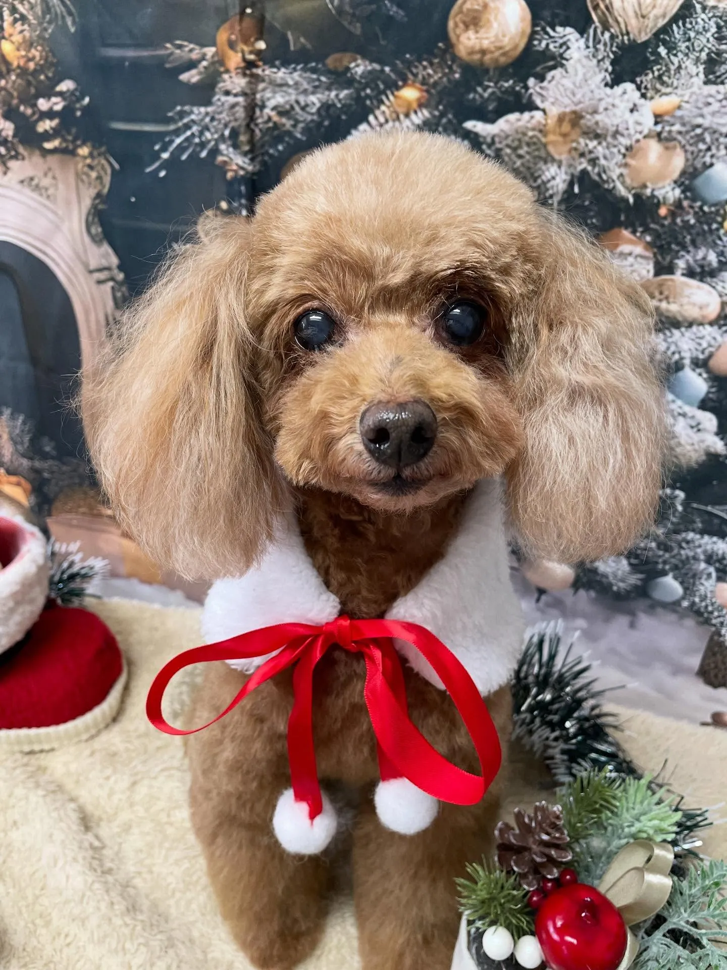 🍃今日のトリミング🍃プードル🐶｜名東区・千種区・守山区の動物...