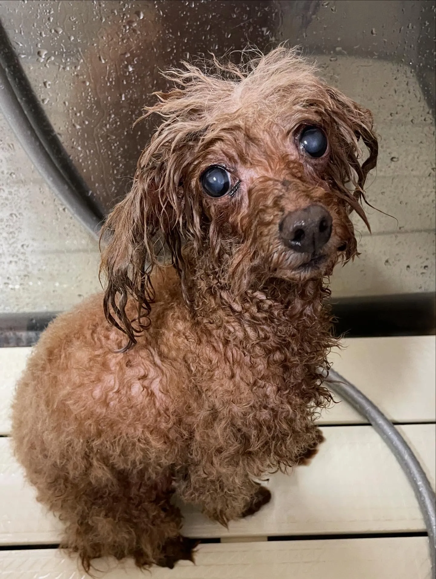 🍃今日のトリミング🍃プードル🐶｜名東区・千種区・守山区の動物...