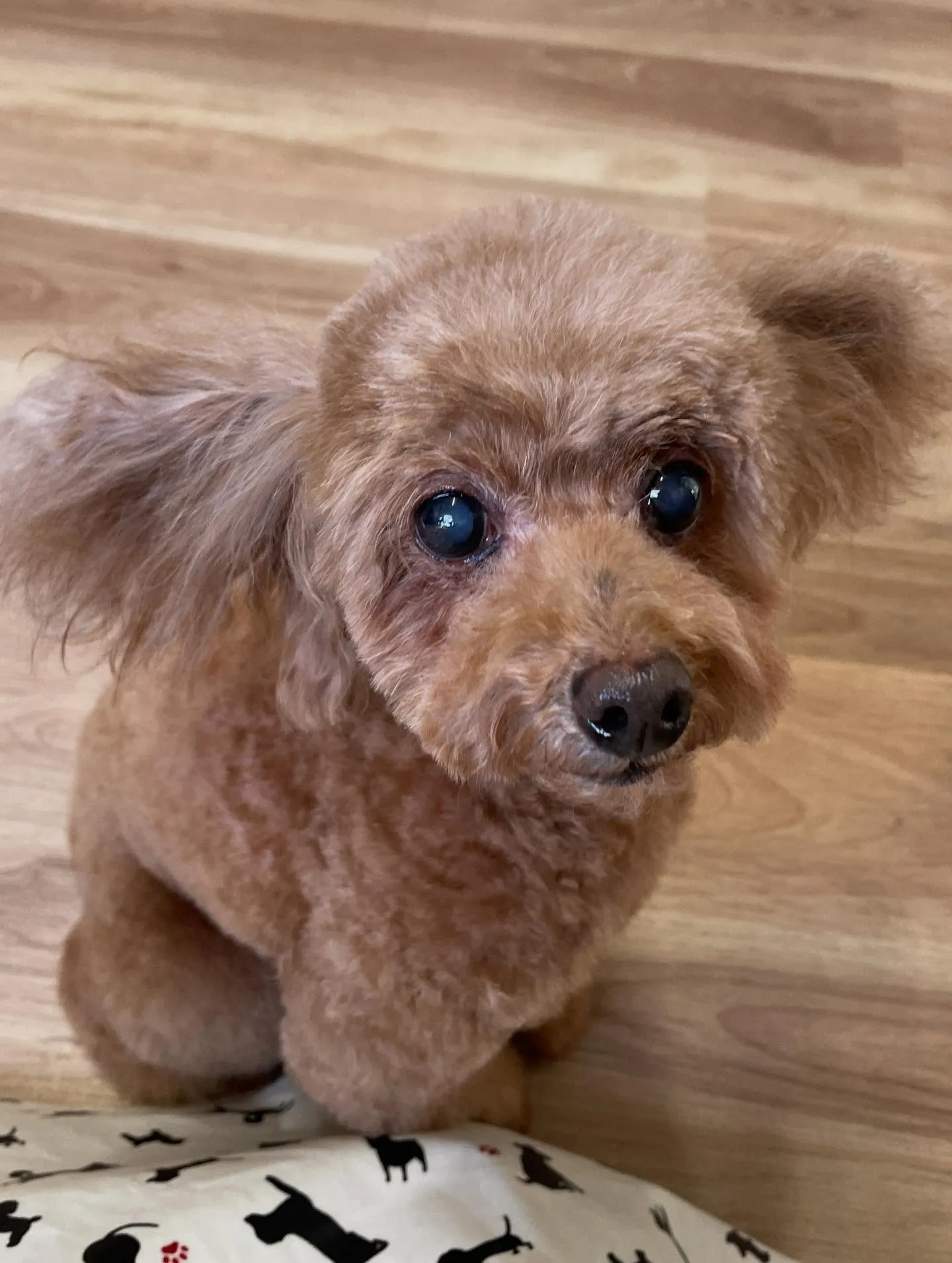 🍃今日のトリミング🍃プードル🐶｜名東区・千種区・守山区の動物...