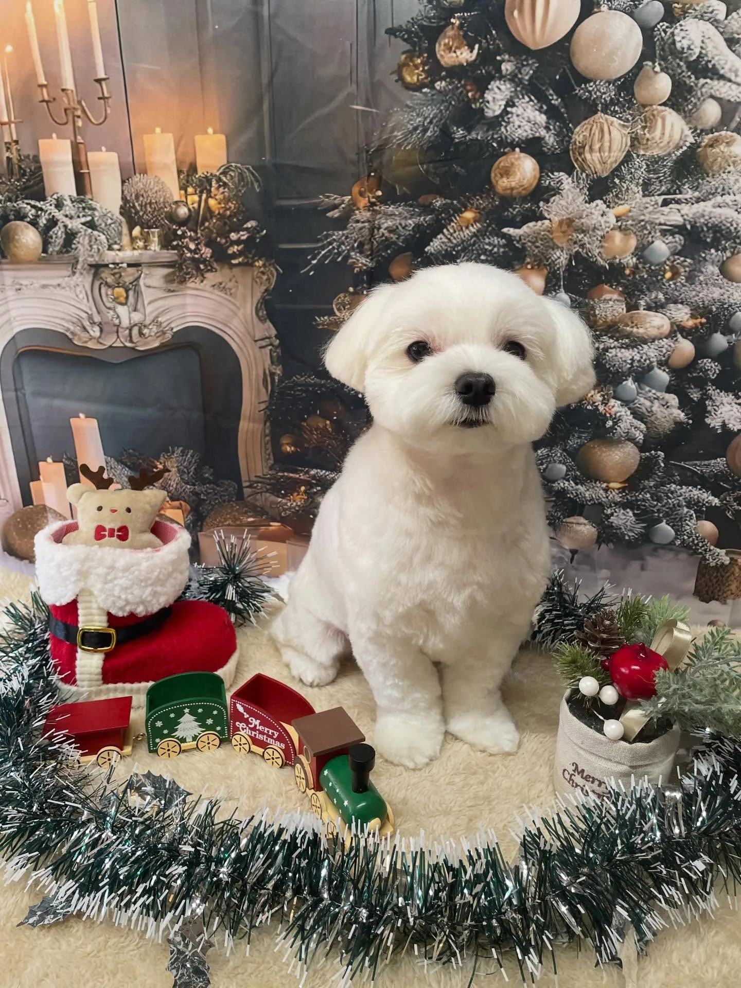 🍃今日のトリミング🍃マルチーズ🐶|名東区・千種区・守山区の動...