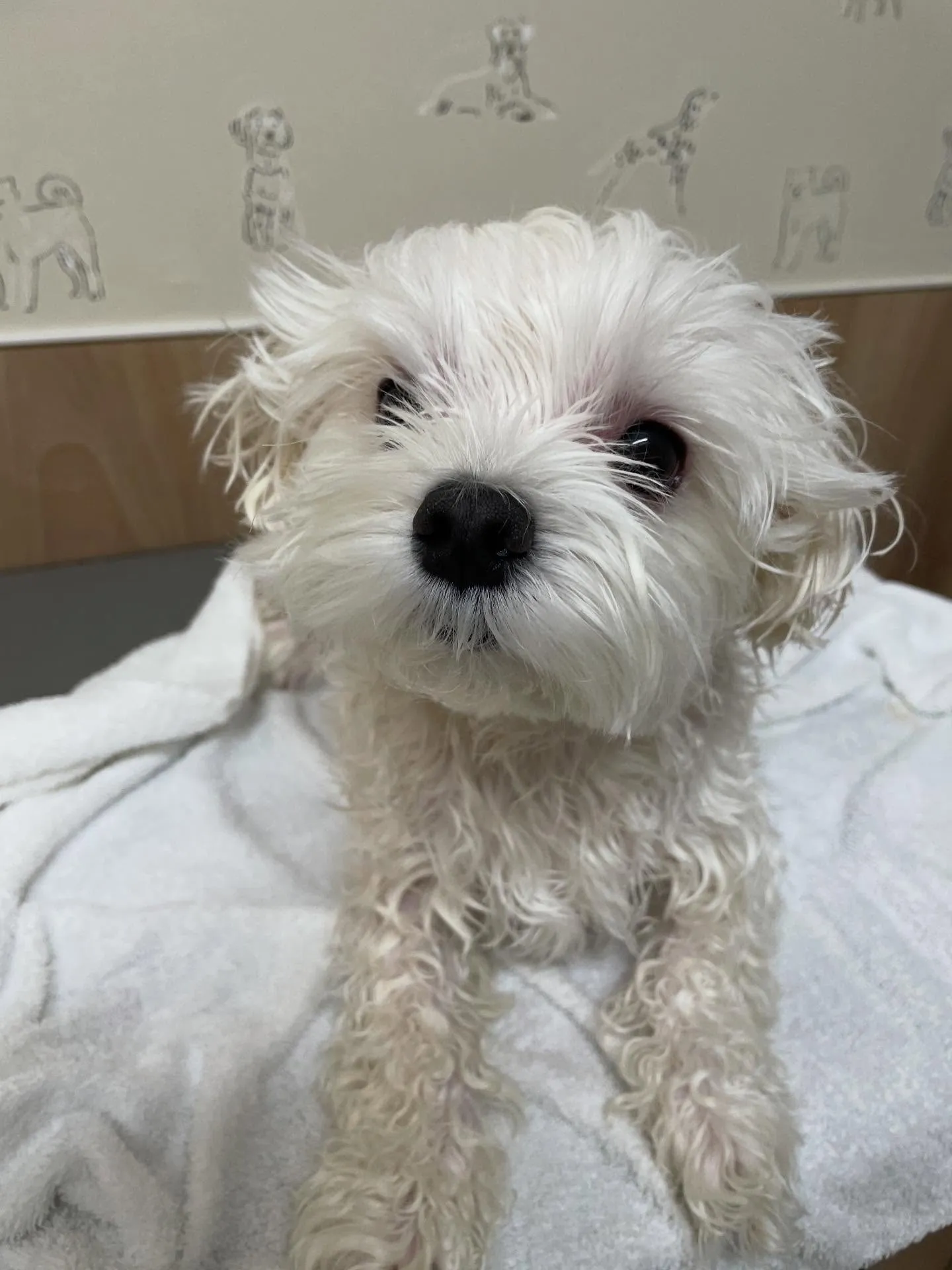 🍃今日のトリミング🍃マルチーズ🐶｜名東区・千種区・守山区の動...
