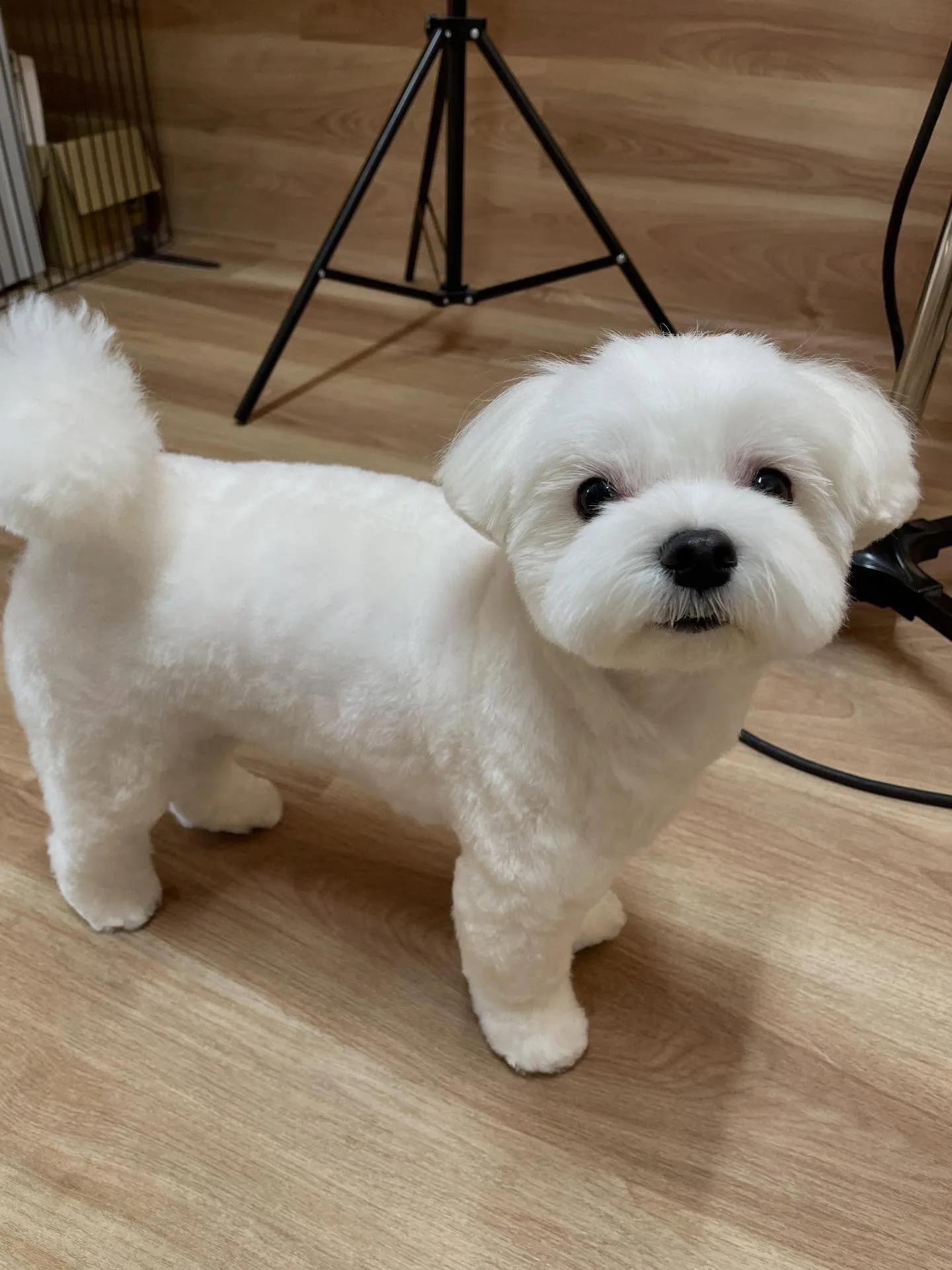 🍃今日のトリミング🍃マルチーズ🐶｜名東区・千種区・守山区の動...