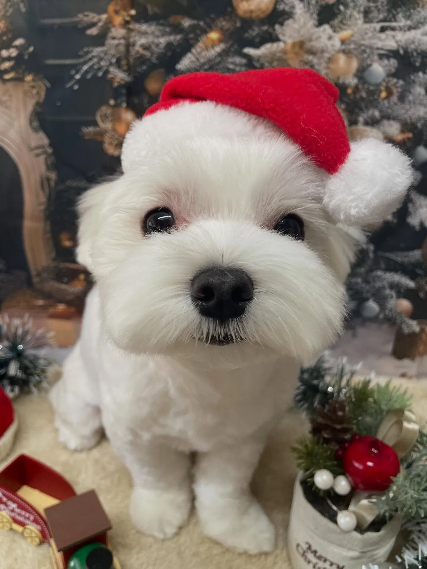 🍃今日のトリミング🍃マルチーズ🐶｜名東区・千種区・守山区の動...