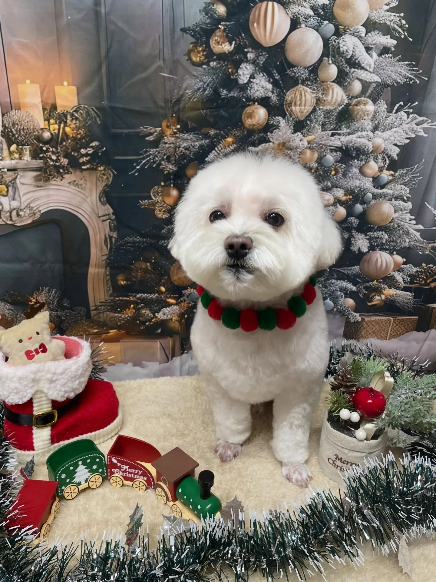 🍃今日のトリミング🍃ミックス犬🐶|名東区・千種区・守山区の動...