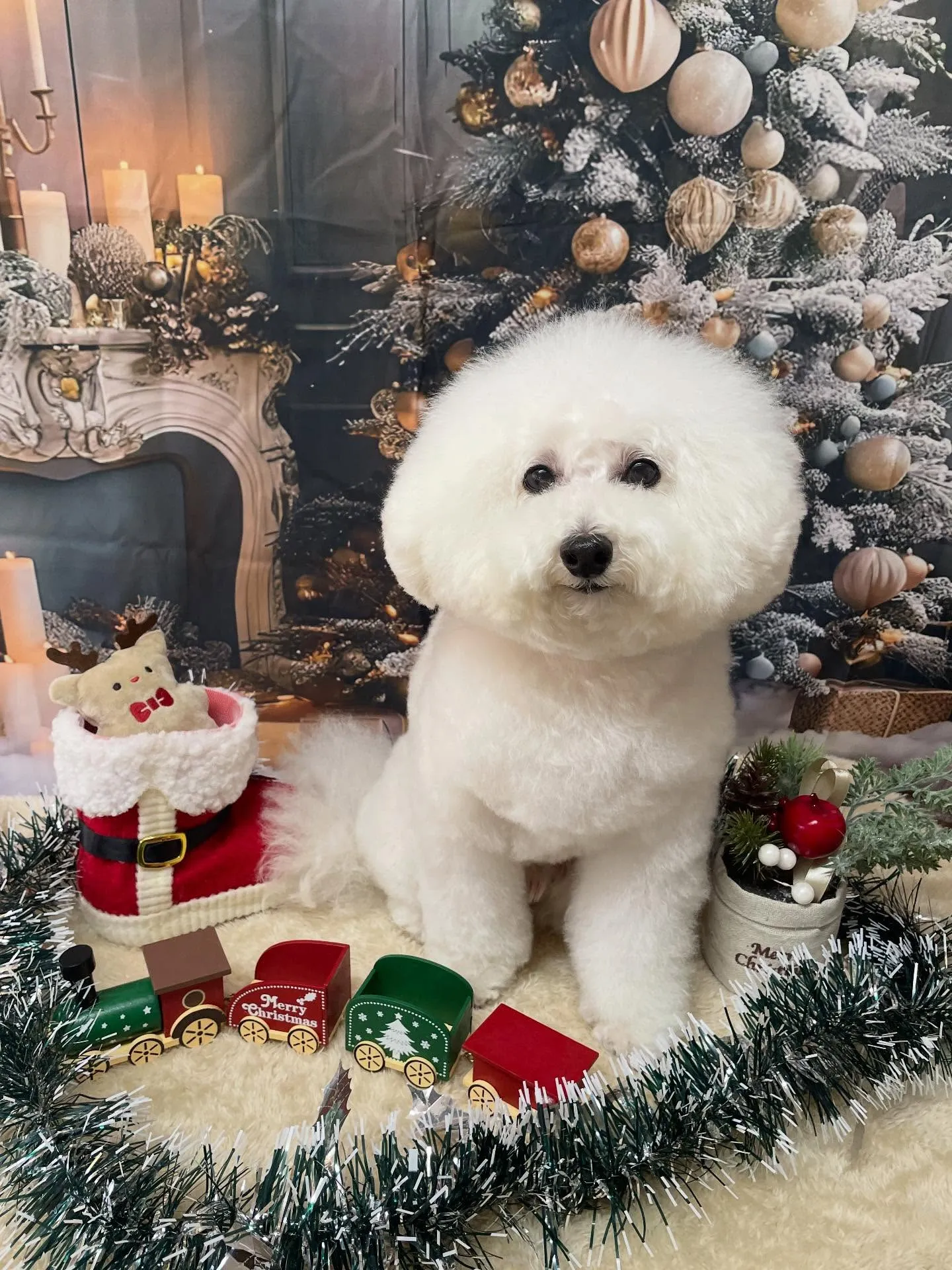 🍃今日のトリミング🍃プードル🐶｜名東区・千種区・守山区の動物...