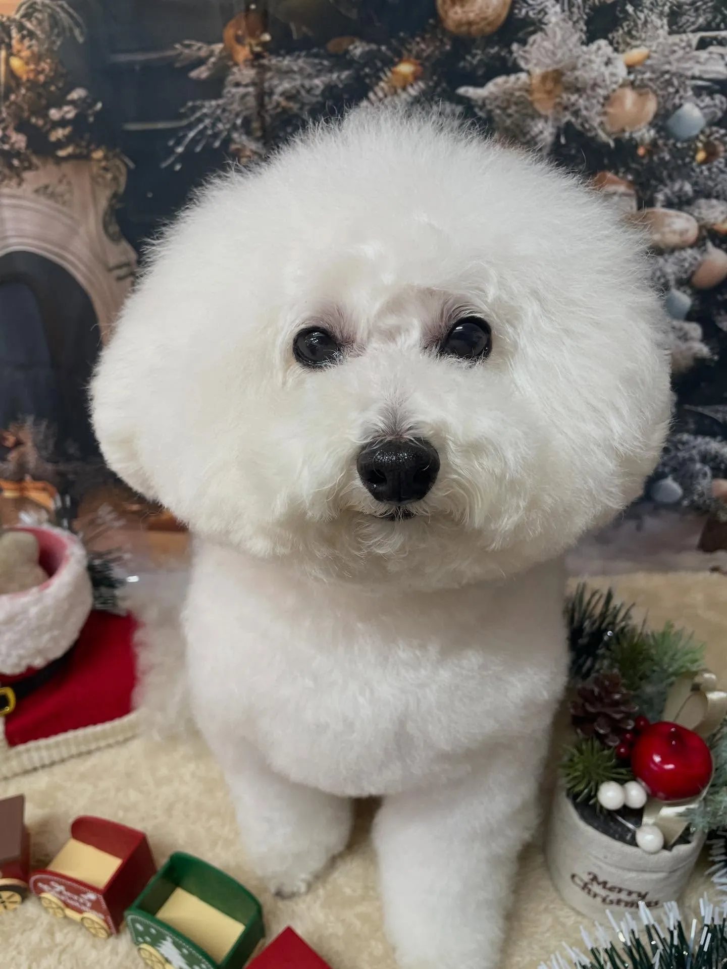 🍃今日のトリミング🍃プードル🐶｜名東区・千種区・守山区の動物...