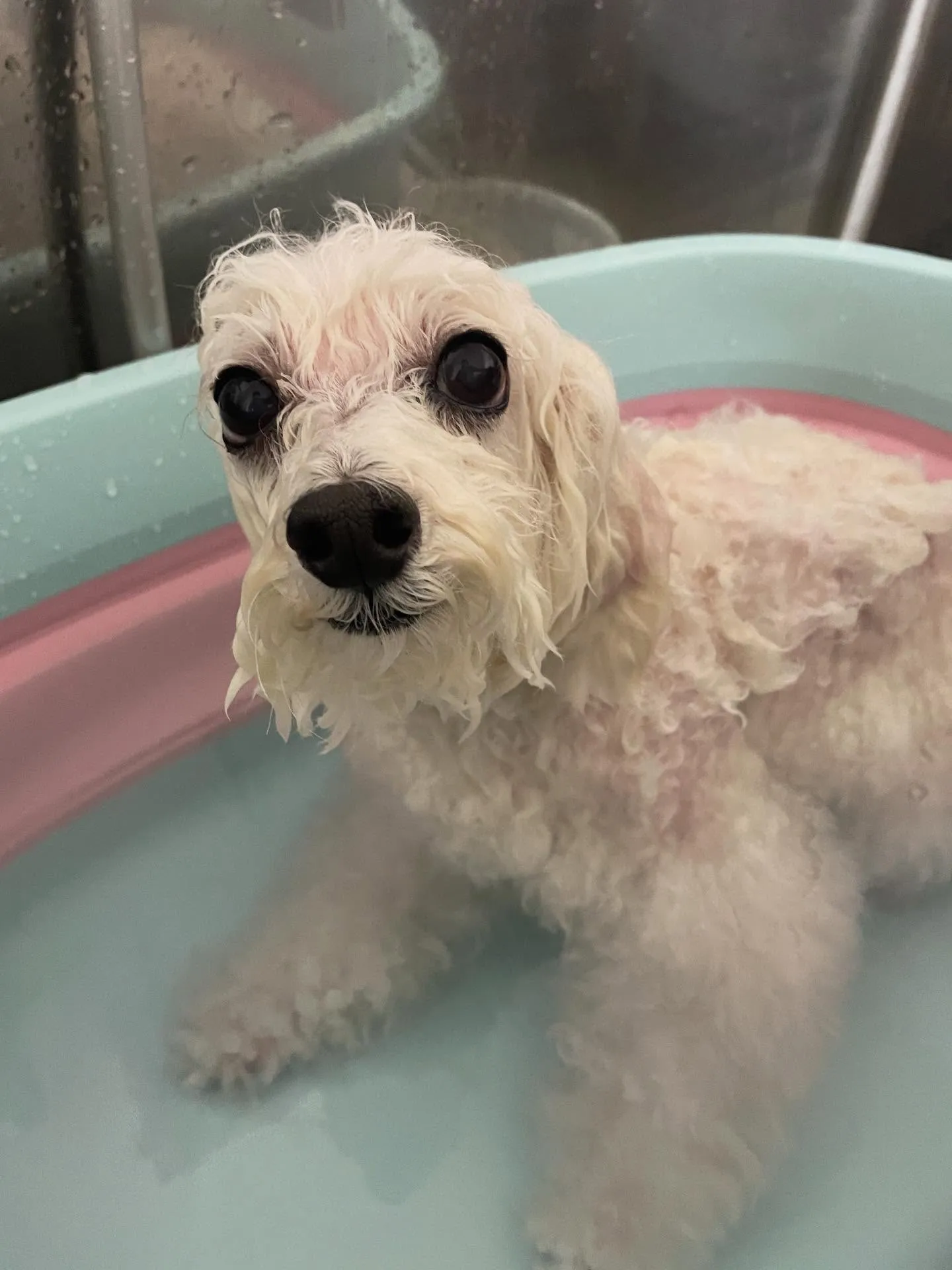 🍃今日のトリミング🍃プードル🐶｜名東区・千種区・守山区の動物...