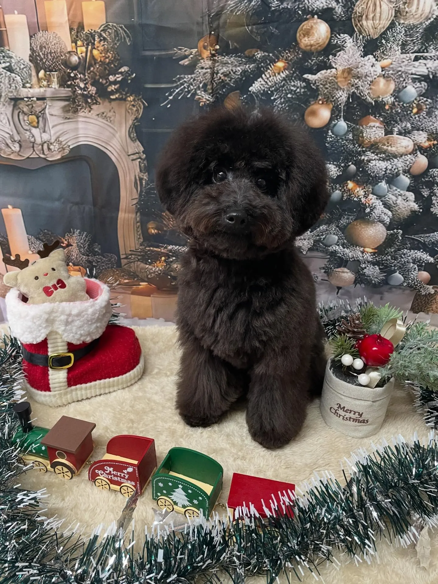 🍃今日のトリミング🍃プードル🐶｜名東区・千種区・守山区の動物...