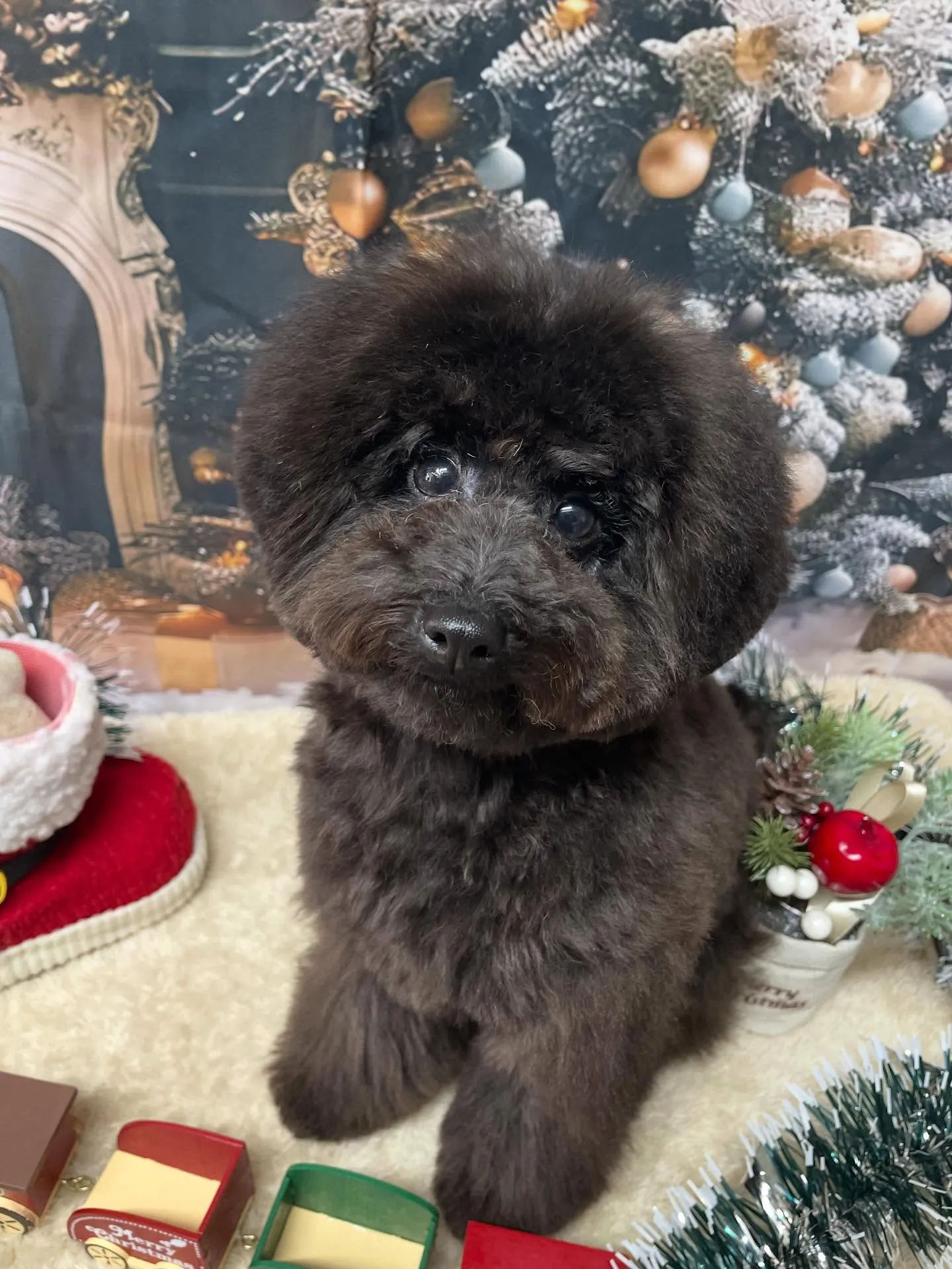 🍃今日のトリミング🍃プードル🐶｜名東区・千種区・守山区の動物...