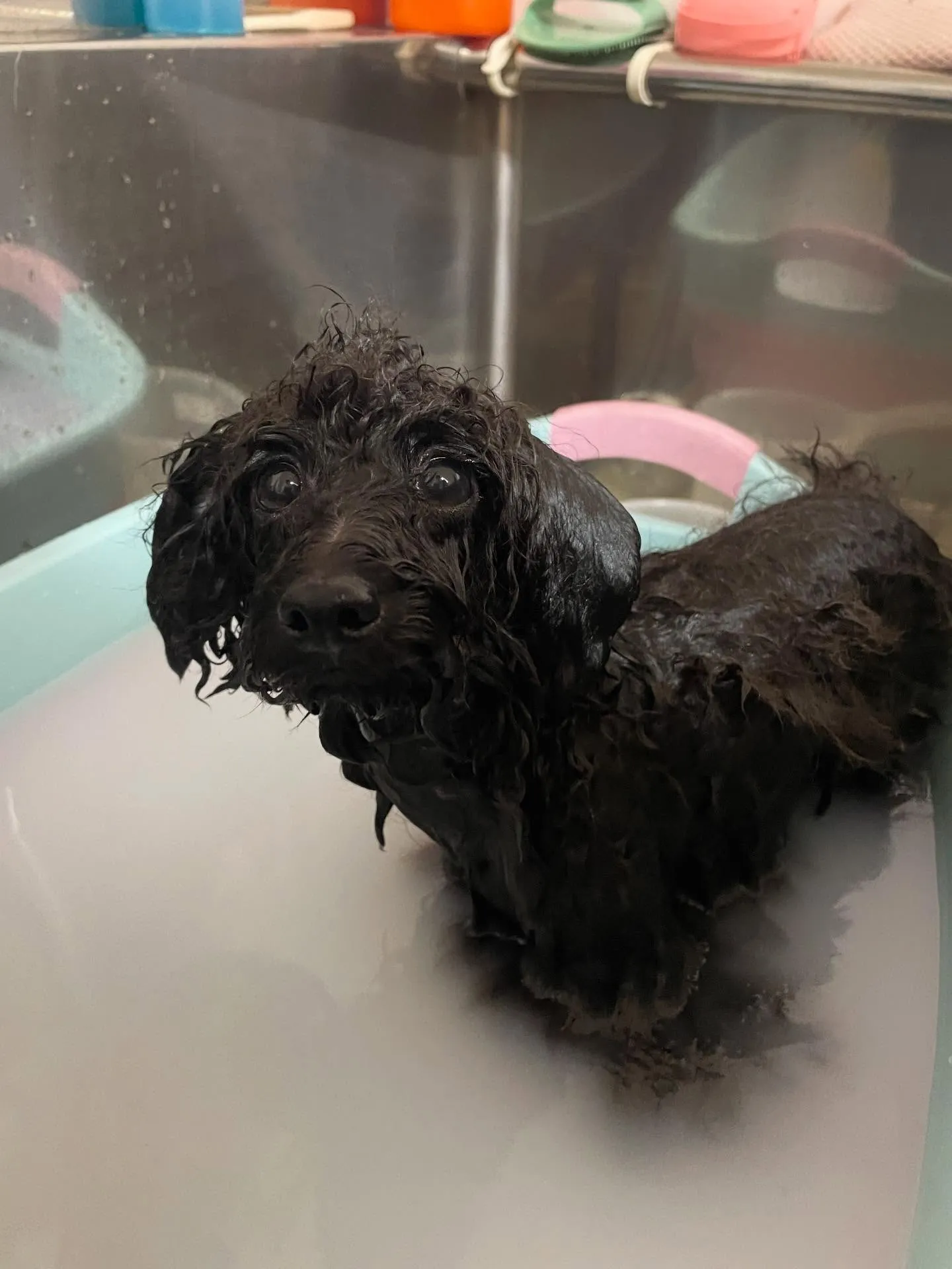 🍃今日のトリミング🍃プードル🐶｜名東区・千種区・守山区の動物...