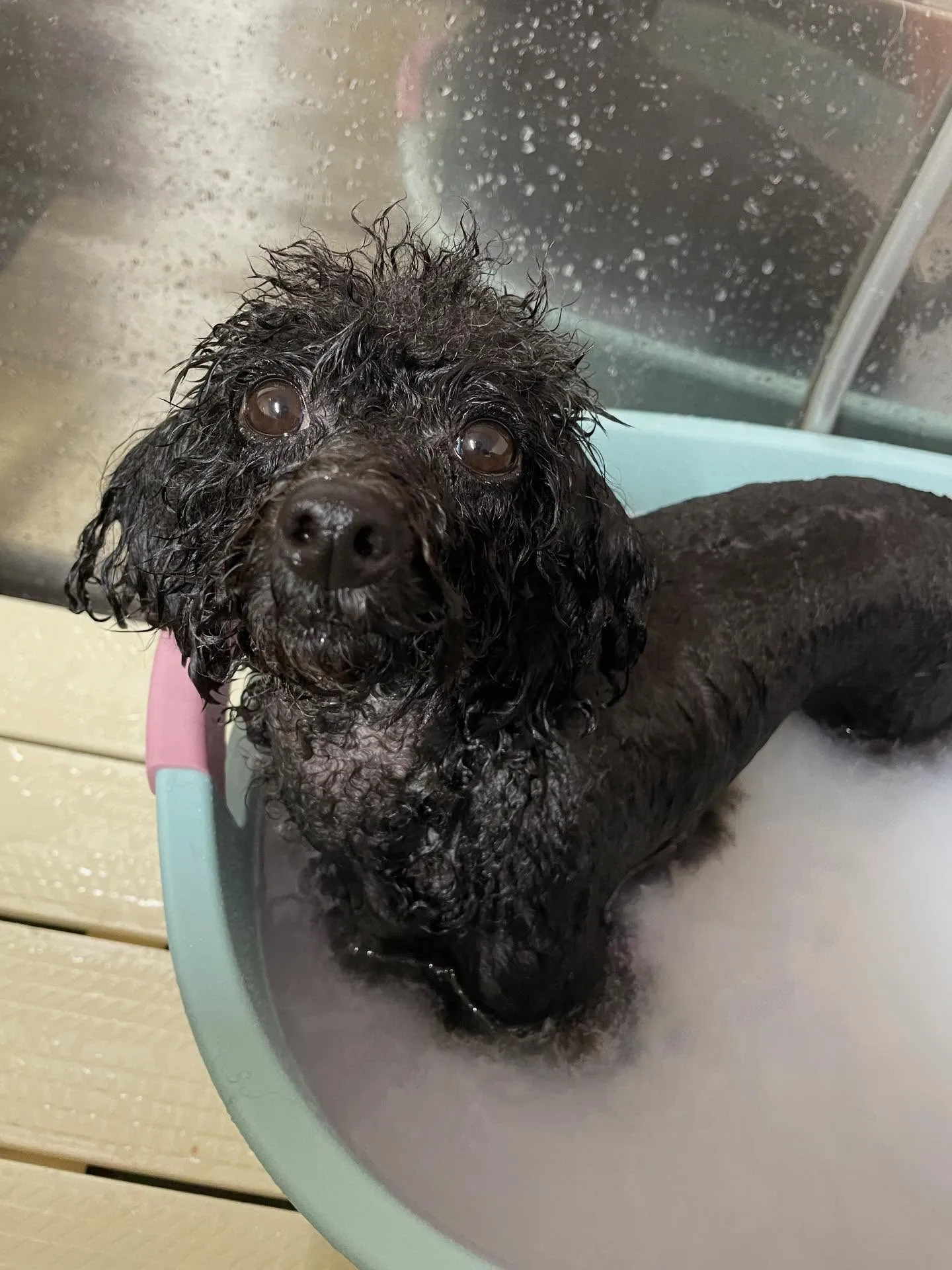 🍃今日のトリミング🍃プードル🐶｜名東区・千種区・守山区の動物...