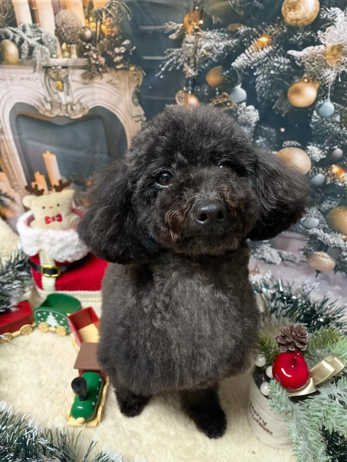🍃今日のトリミング🍃プードル🐶｜名東区・千種区・守山区の動物...