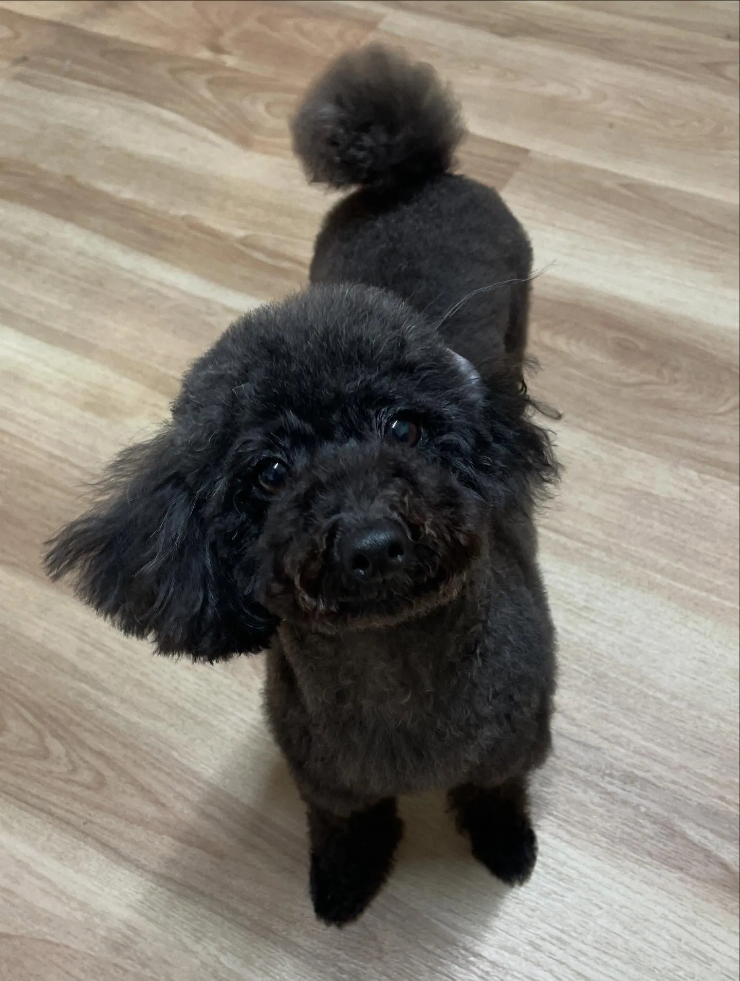 🍃今日のトリミング🍃プードル🐶｜名東区・千種区・守山区の動物...