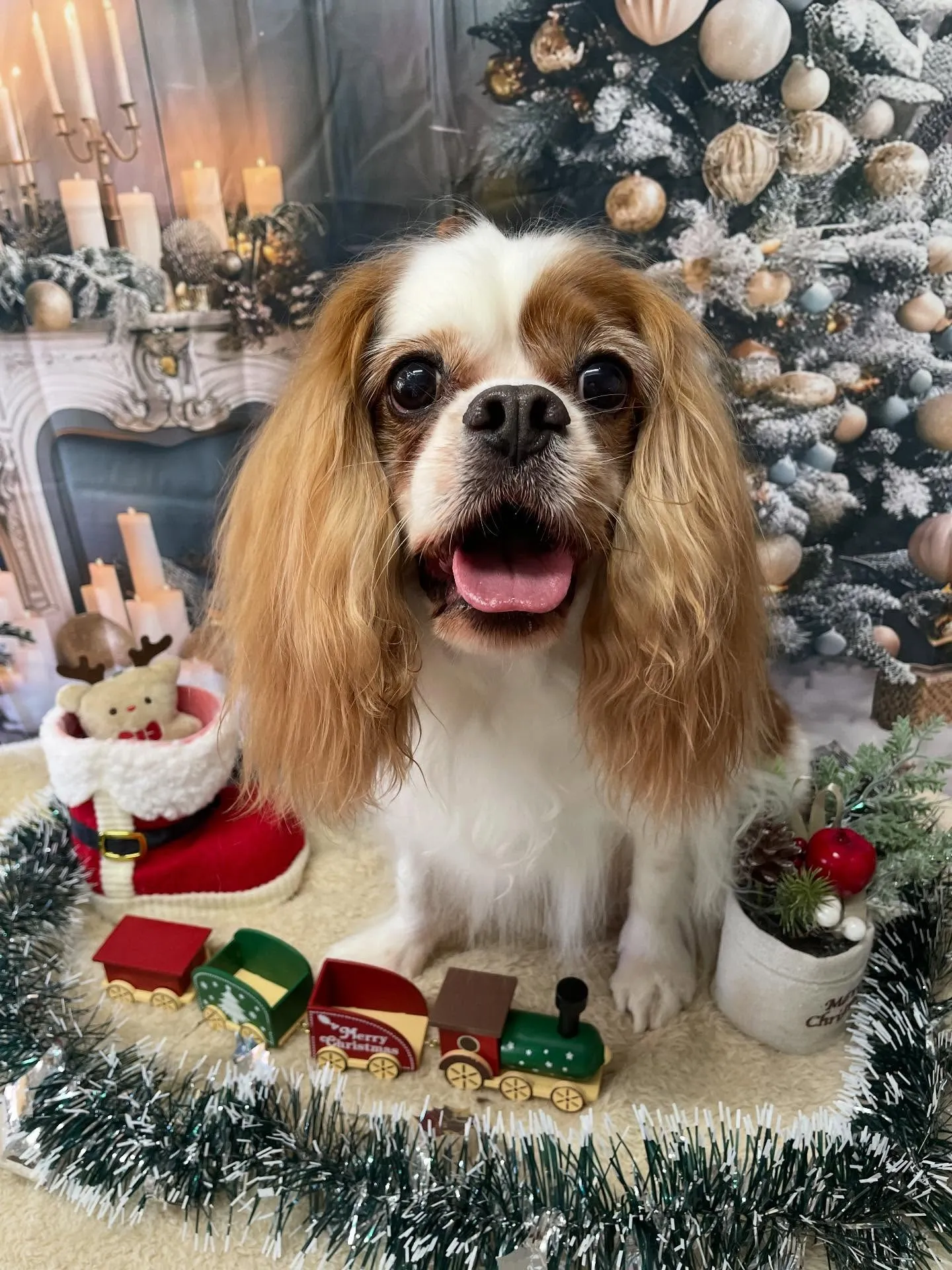 🍃今日のトリミング🍃キャバリア🐶｜名東区・千種区・守山区の動...