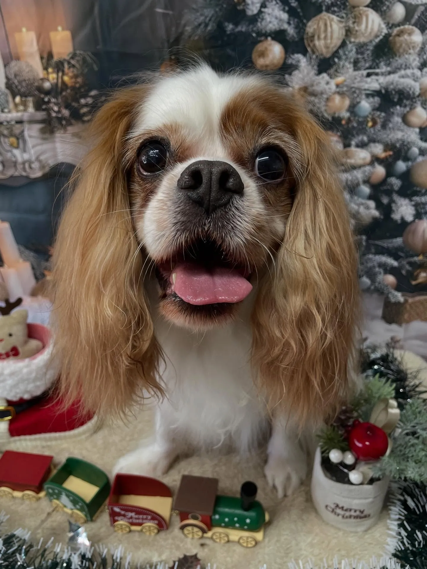 🍃今日のトリミング🍃キャバリア🐶｜名東区・千種区・守山区の動...