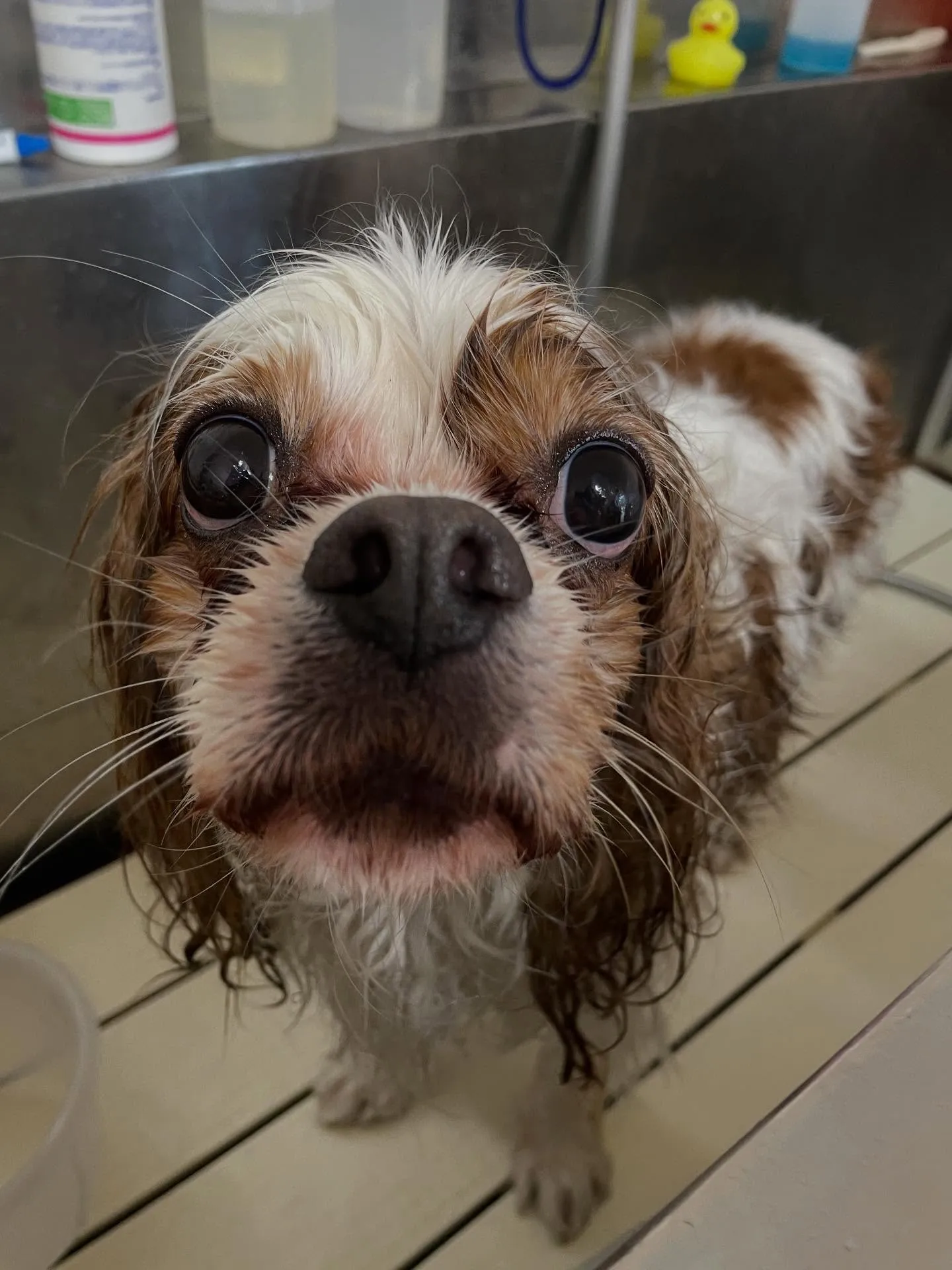🍃今日のトリミング🍃キャバリア🐶｜名東区・千種区・守山区の動...
