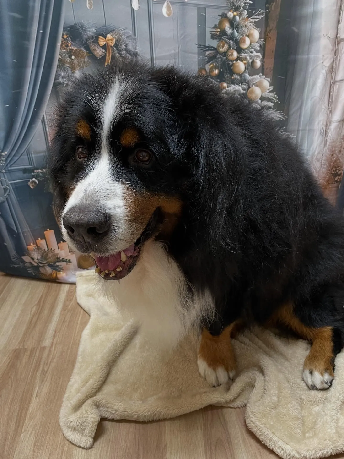 🍃今日のトリミング🍃バーニーズ🐶｜名東区・千種区・守山区の動...