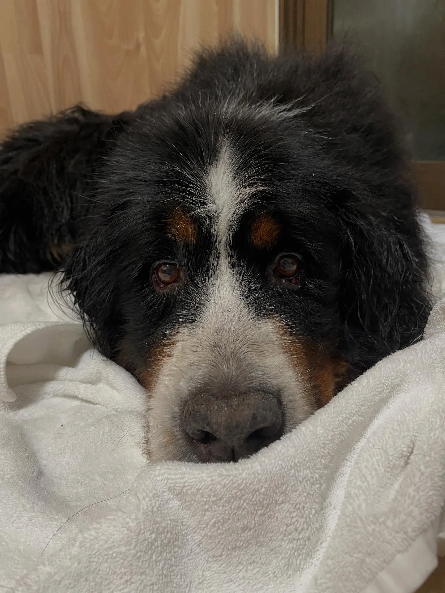 🍃今日のトリミング🍃バーニーズ🐶｜名東区・千種区・守山区の動...