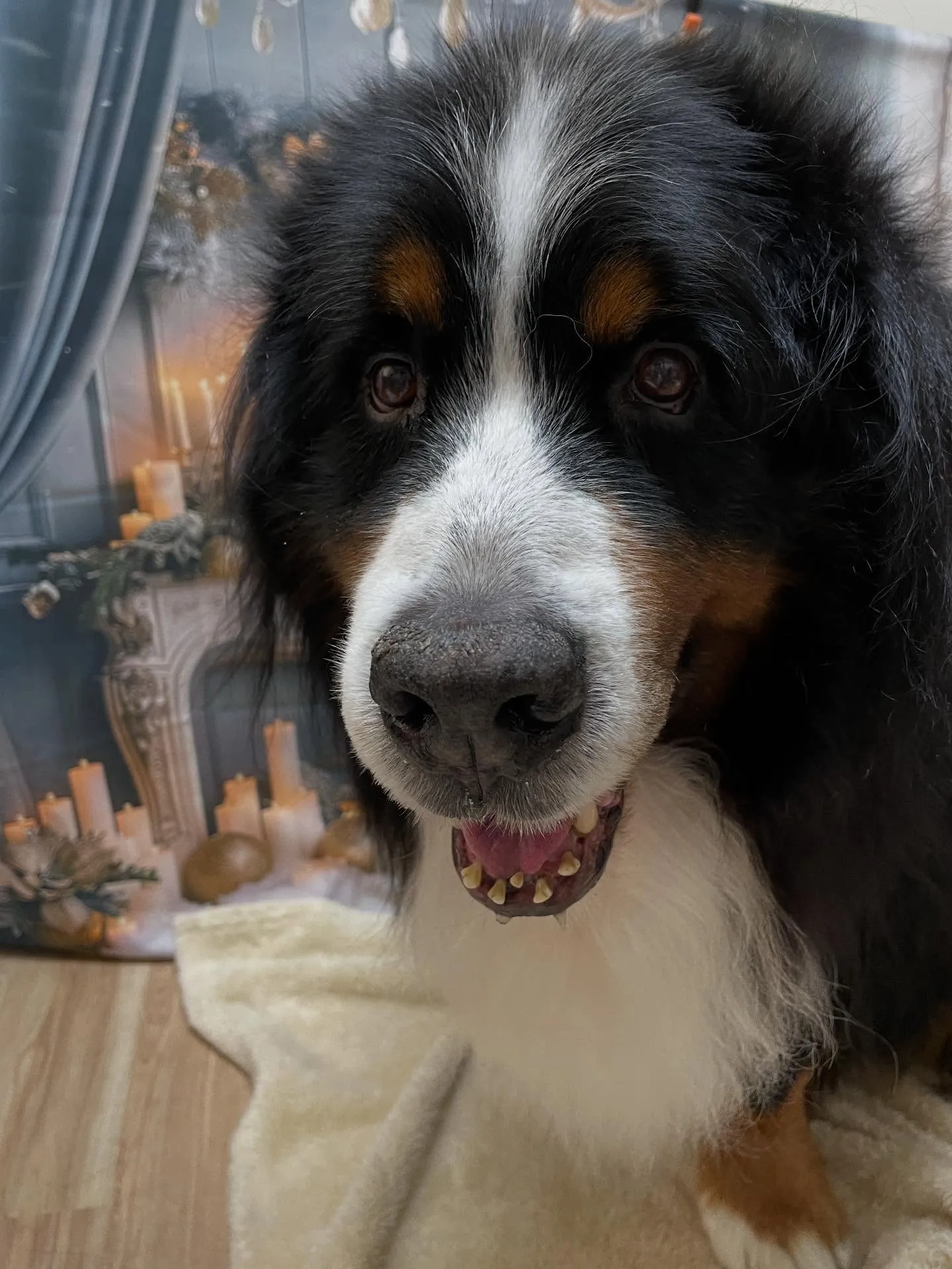 🍃今日のトリミング🍃バーニーズ🐶｜名東区・千種区・守山区の動...