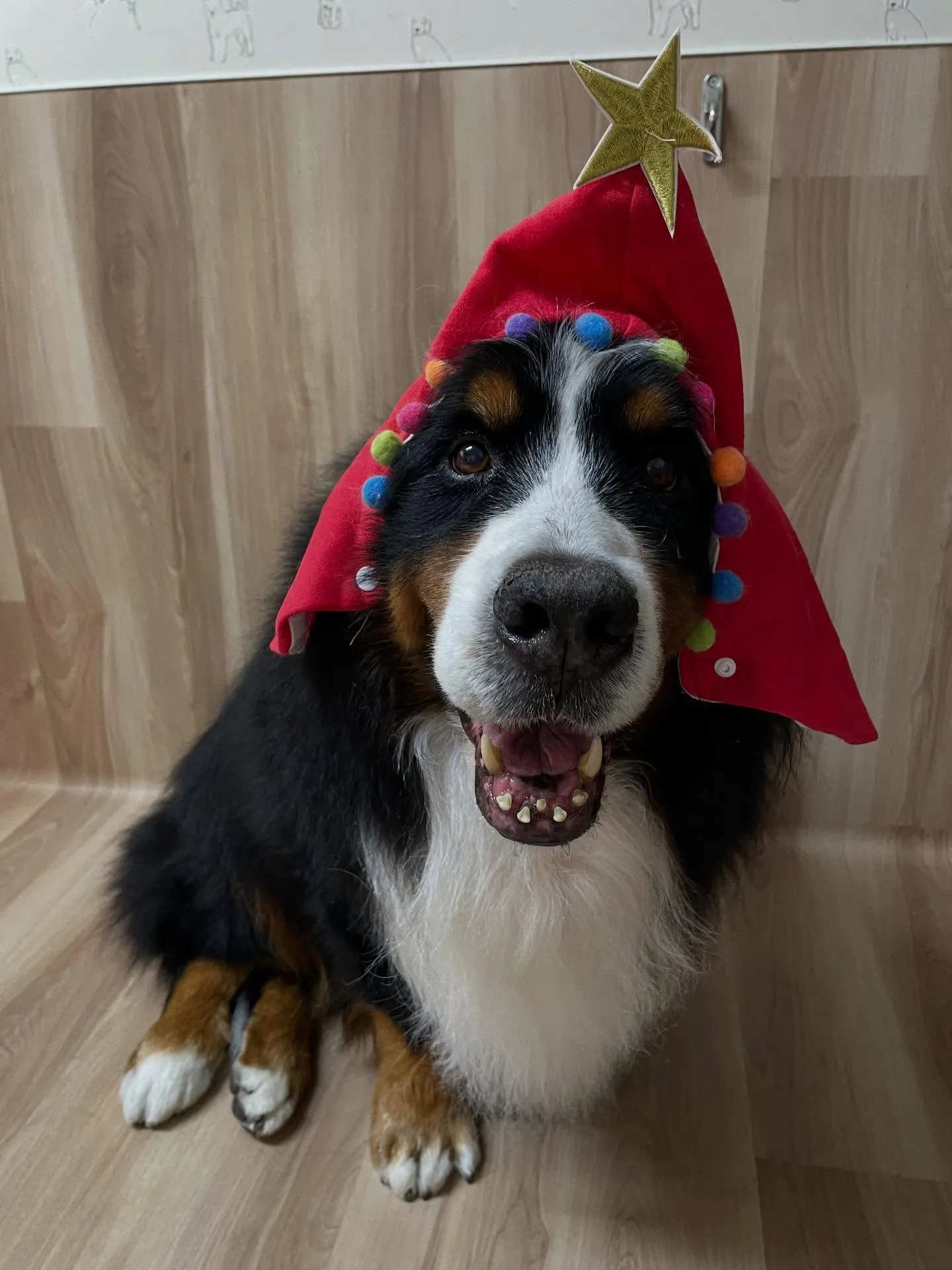 🍃今日のトリミング🍃バーニーズ🐶｜名東区・千種区・守山区の動...