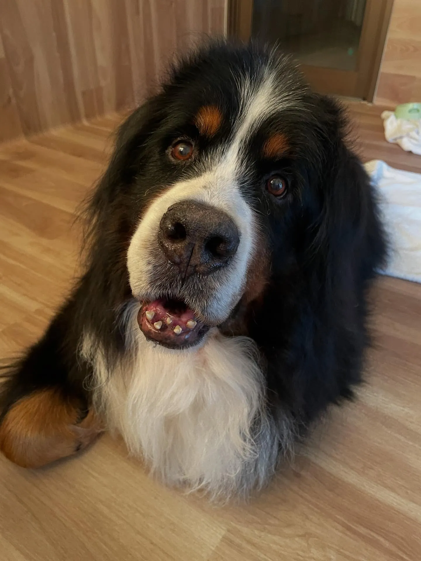 🍃今日のトリミング🍃バーニーズ🐶｜名東区・千種区・守山区の動...