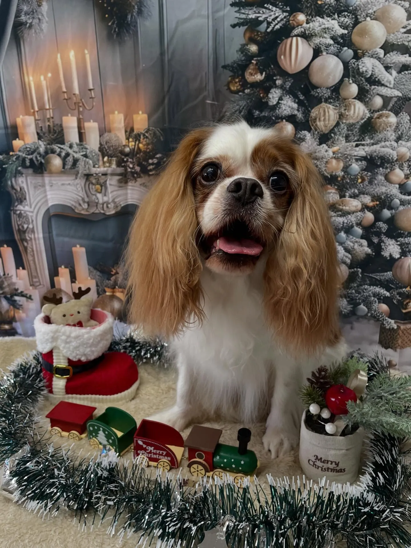 🍃今日のトリミング🍃キャバリア🐶｜名東区・千種区・守山区の動...