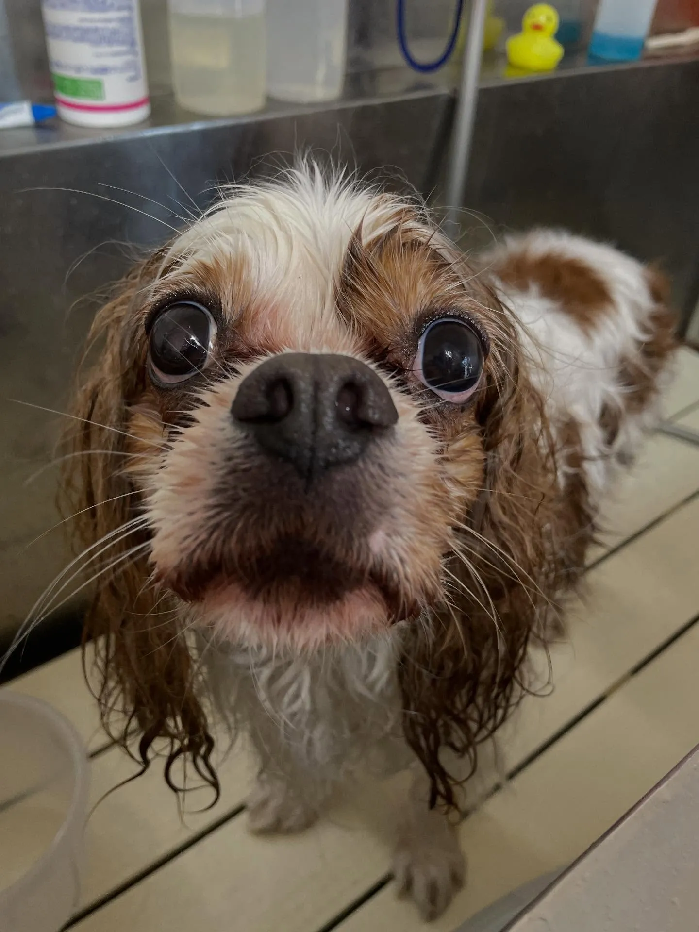🍃今日のトリミング🍃キャバリア🐶｜名東区・千種区・守山区の動...