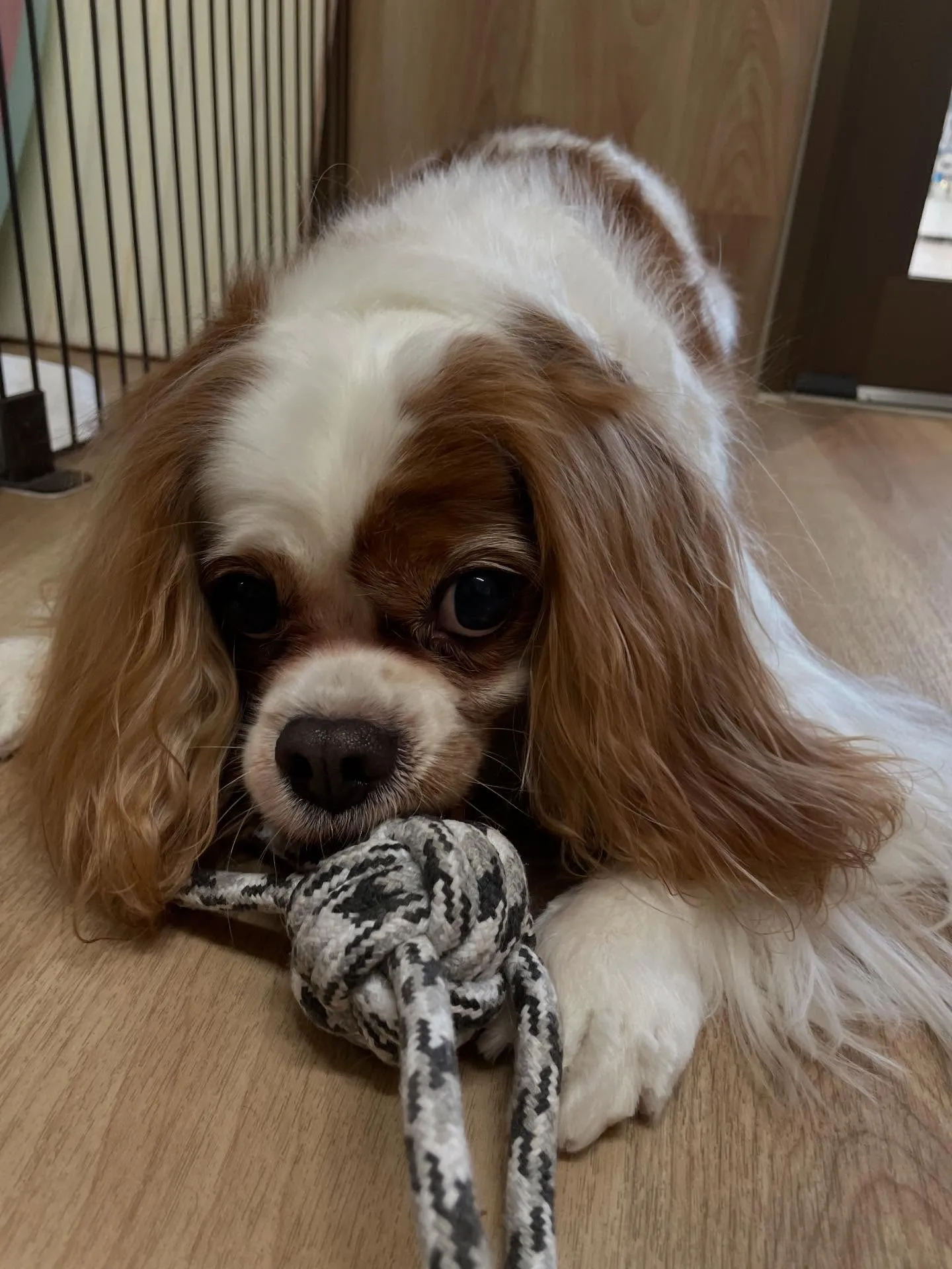 🍃今日のトリミング🍃キャバリア🐶｜名東区・千種区・守山区の動...