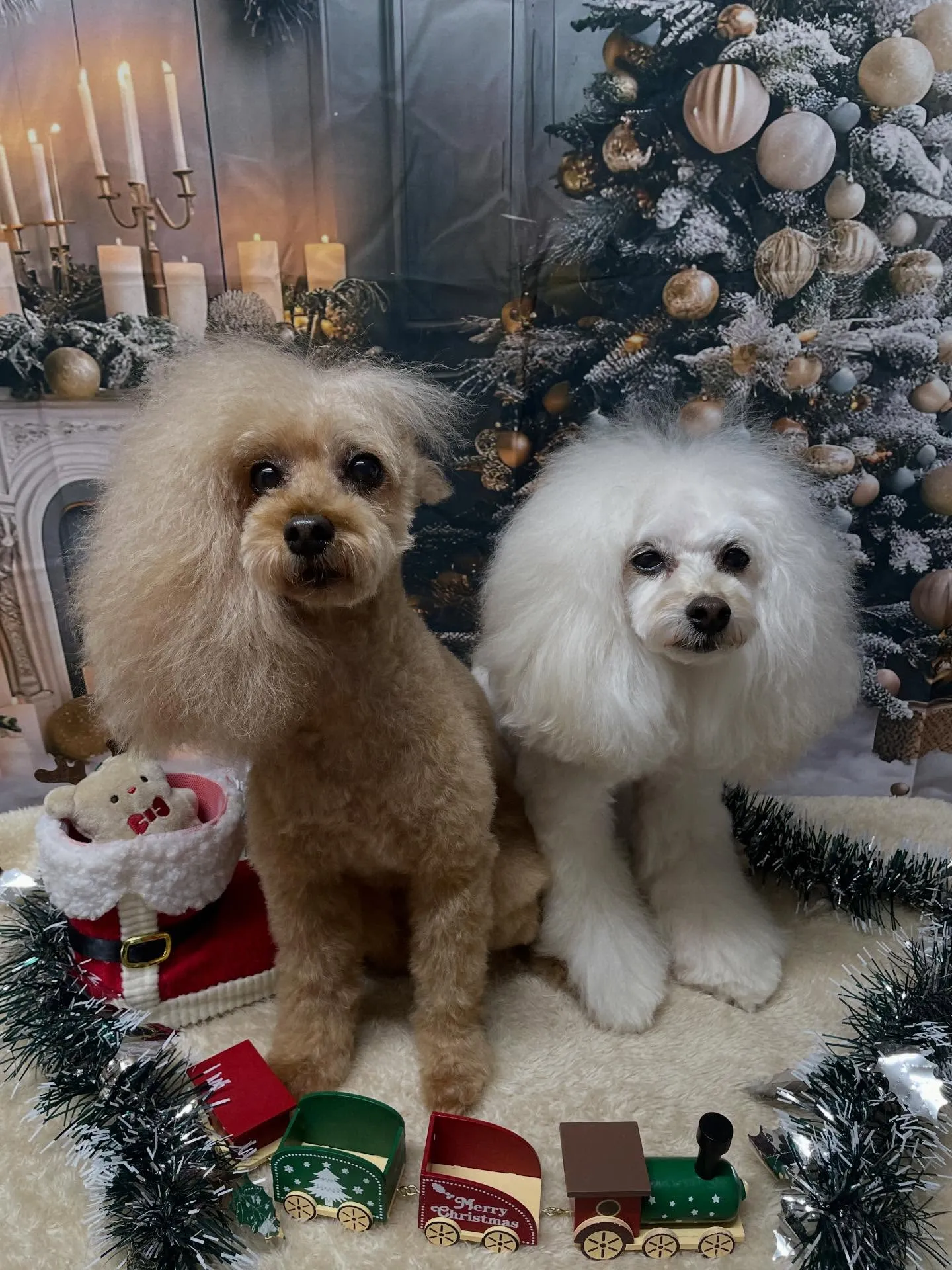 🍃今日のトリミング🍃プードル🐶｜名東区・千種区・守山区の動物...