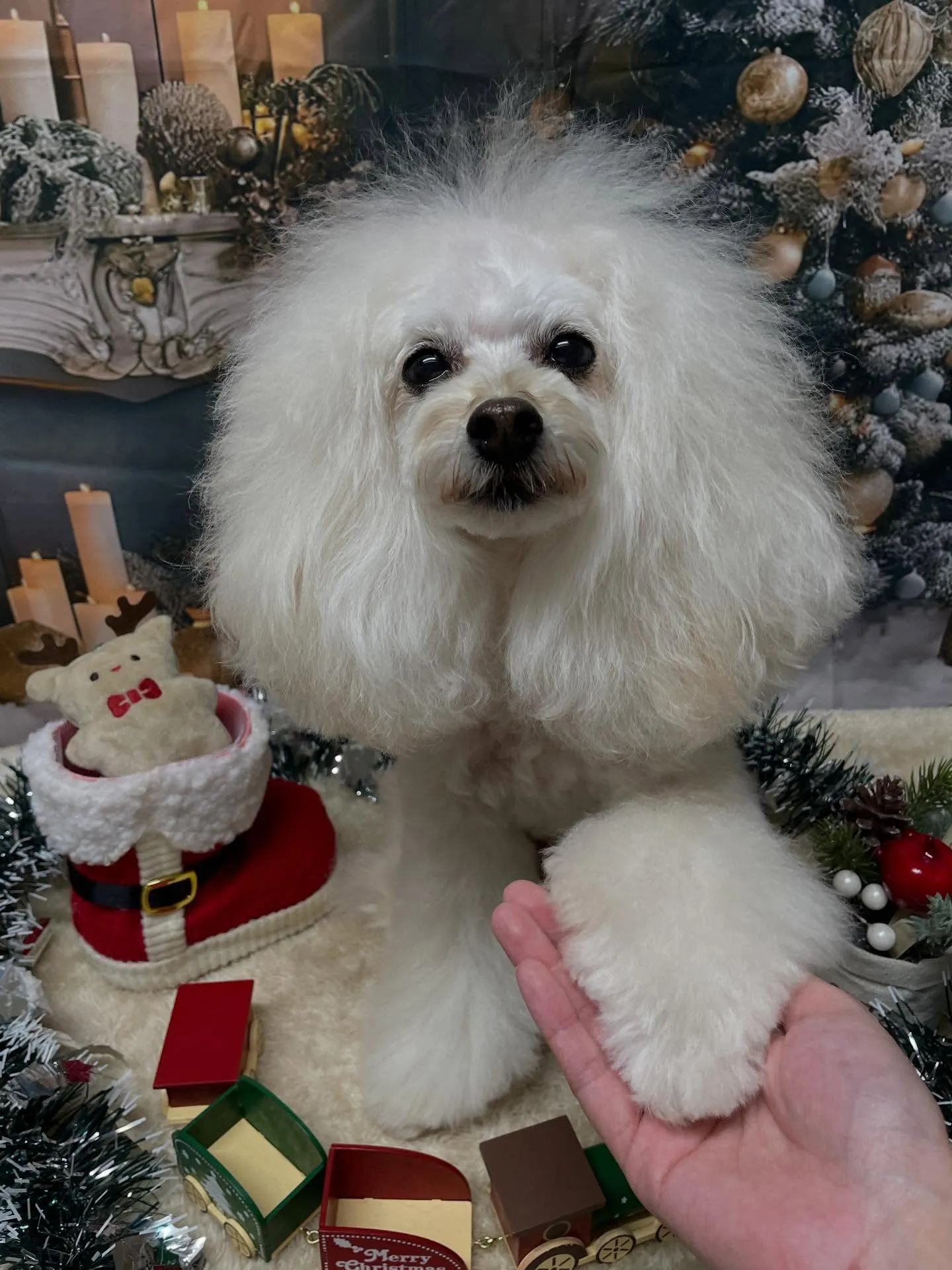 🍃今日のトリミング🍃プードル🐶｜名東区・千種区・守山区の動物...