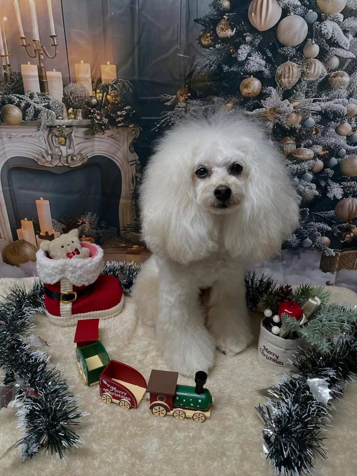 🍃今日のトリミング🍃プードル🐶｜名東区・千種区・守山区の動物...