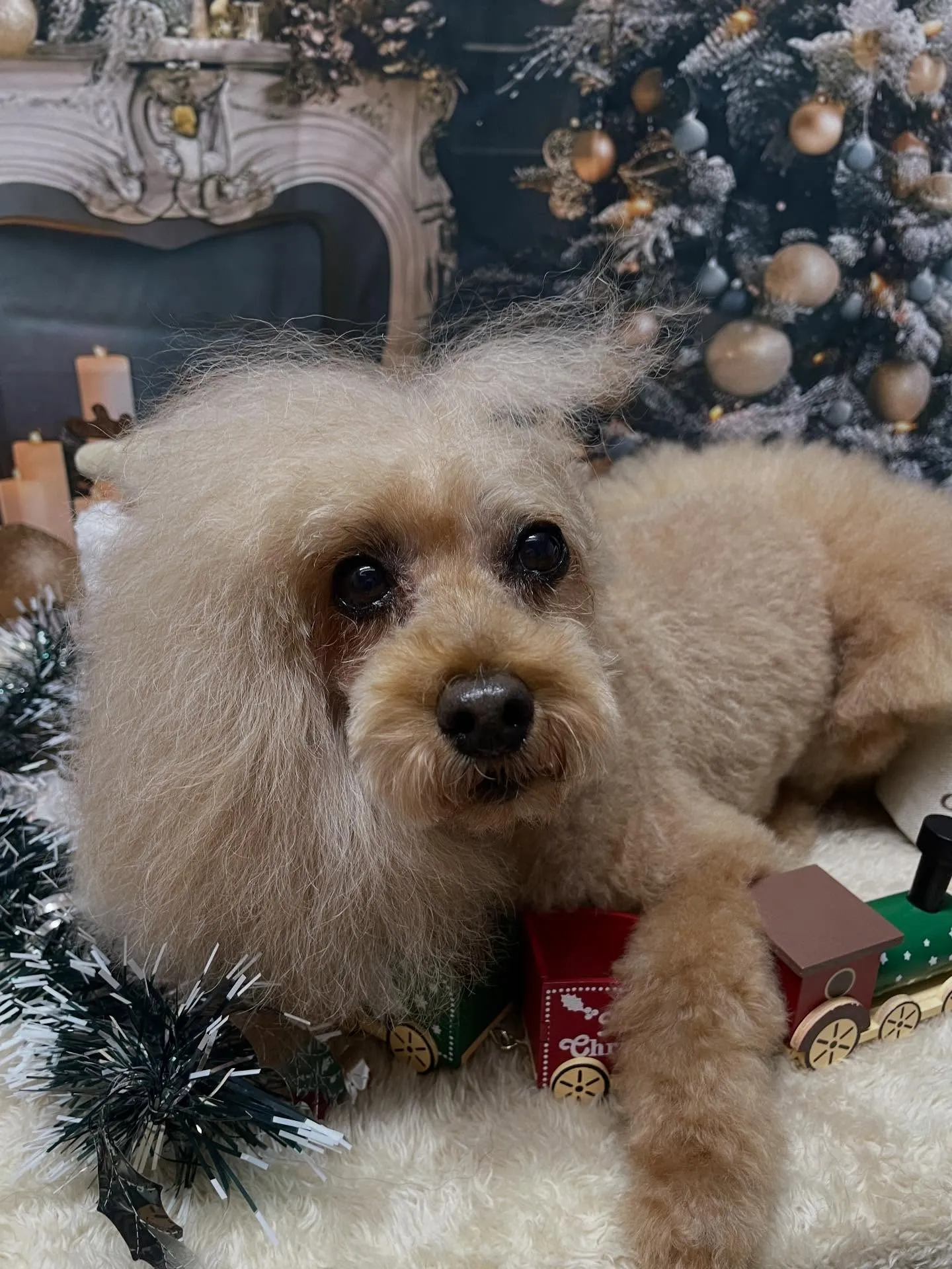 🍃今日のトリミング🍃プードル🐶｜名東区・千種区・守山区の動物...