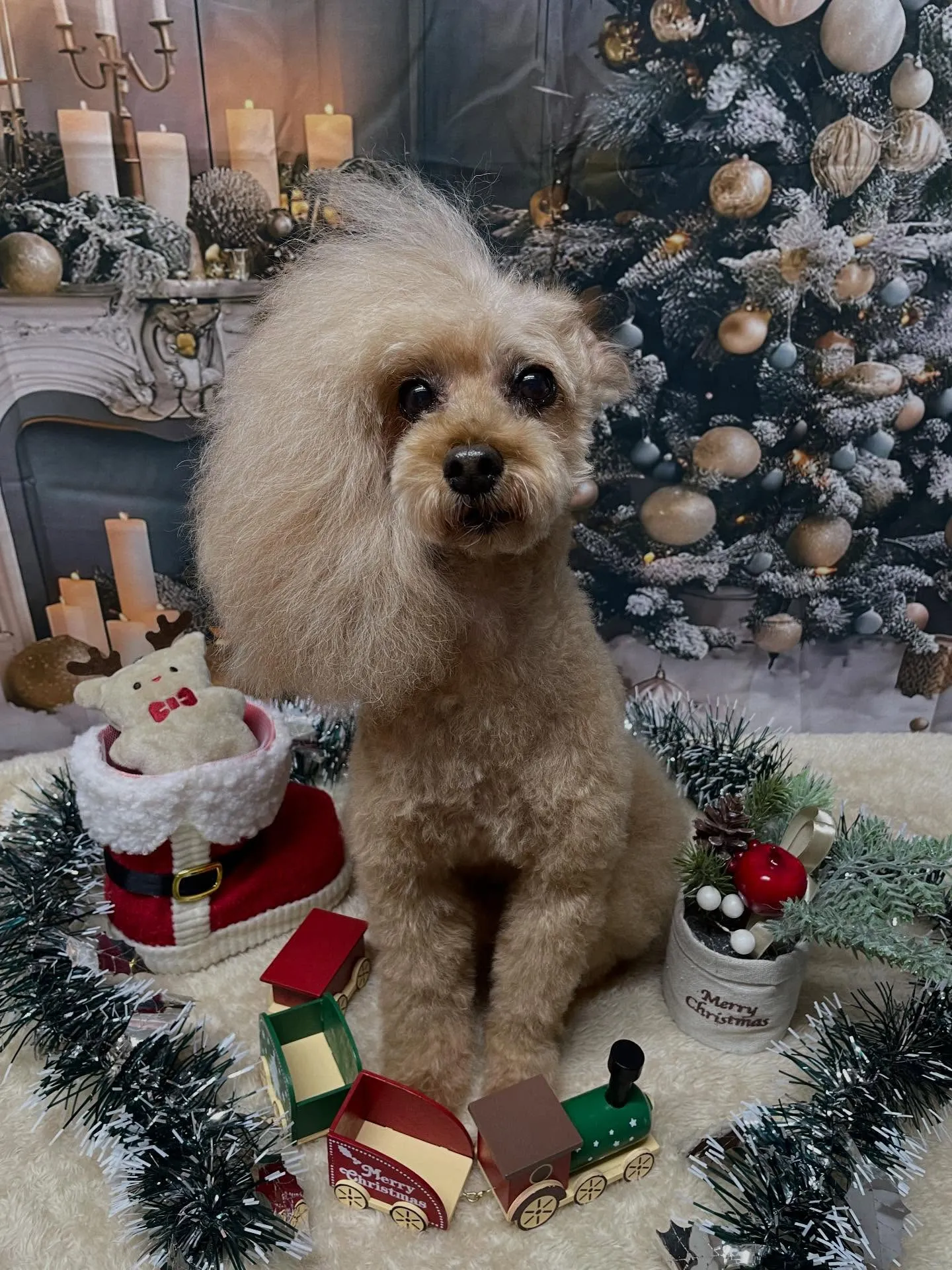 🍃今日のトリミング🍃プードル🐶｜名東区・千種区・守山区の動物...