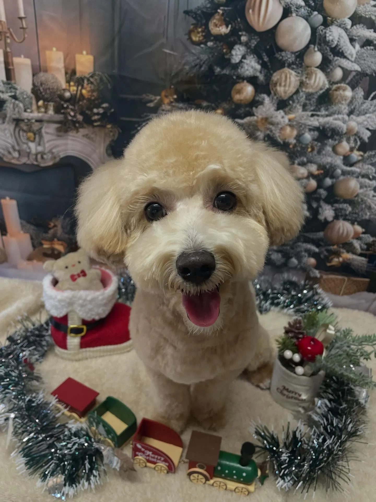 🍃今日のトリミング🍃ミックス犬🐶｜名東区・千種区・守山区の動...