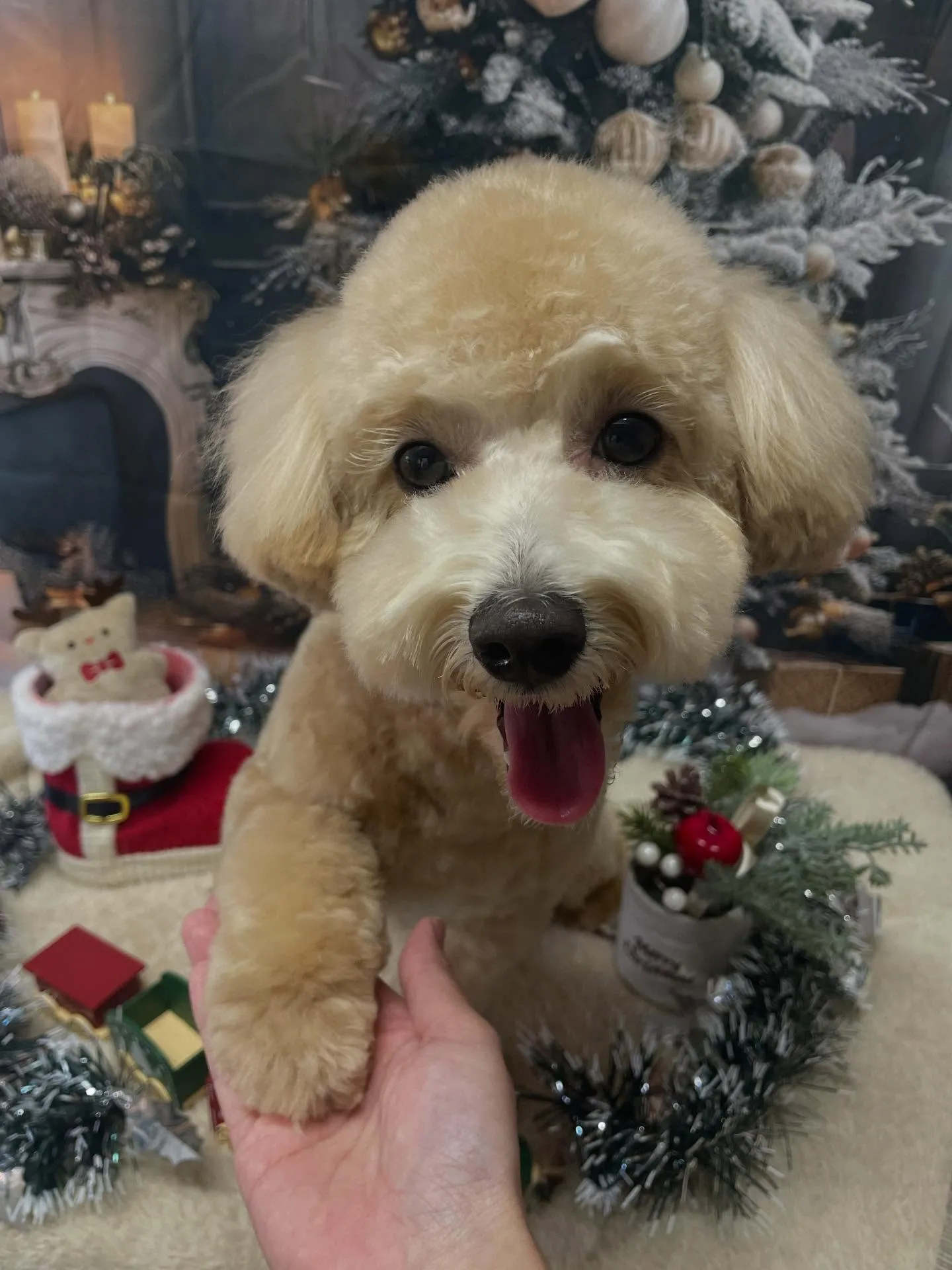 🍃今日のトリミング🍃ミックス犬🐶｜名東区・千種区・守山区の動...