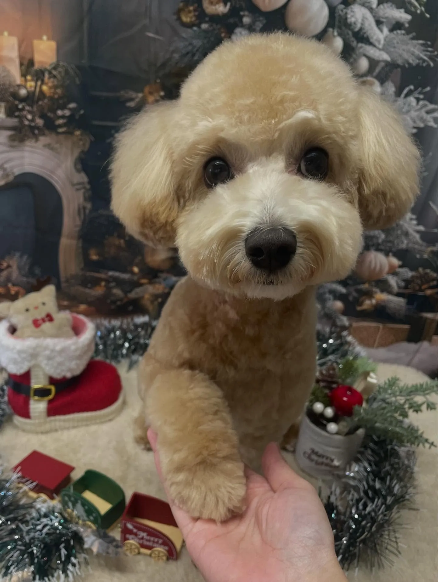 🍃今日のトリミング🍃ミックス犬🐶｜名東区・千種区・守山区の動...