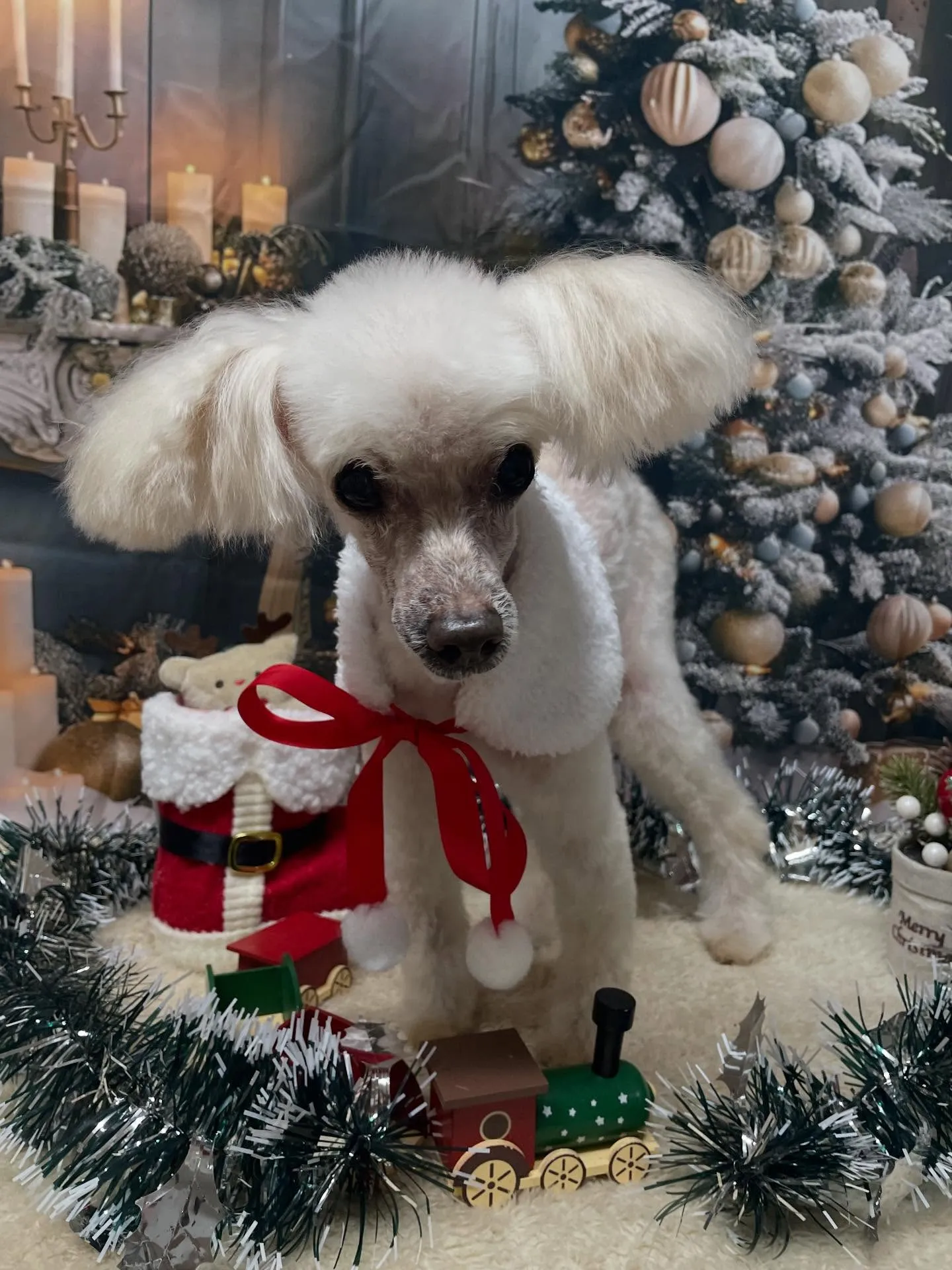 🍃今日のトリミング🍃プードル🐶｜名東区・千種区・守山区の動物...