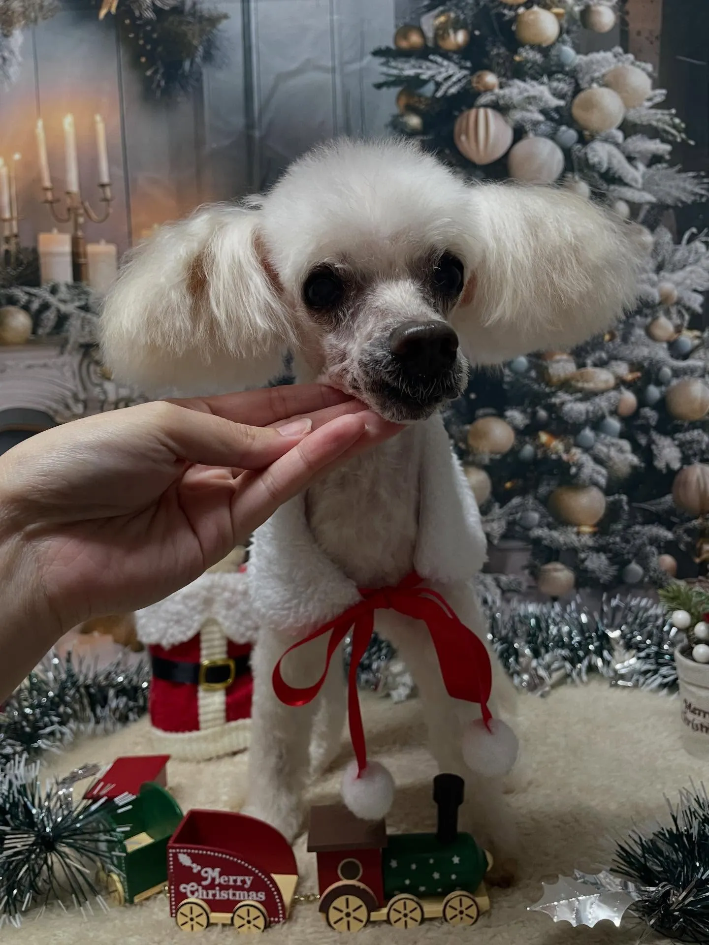 🍃今日のトリミング🍃プードル🐶｜名東区・千種区・守山区の動物...