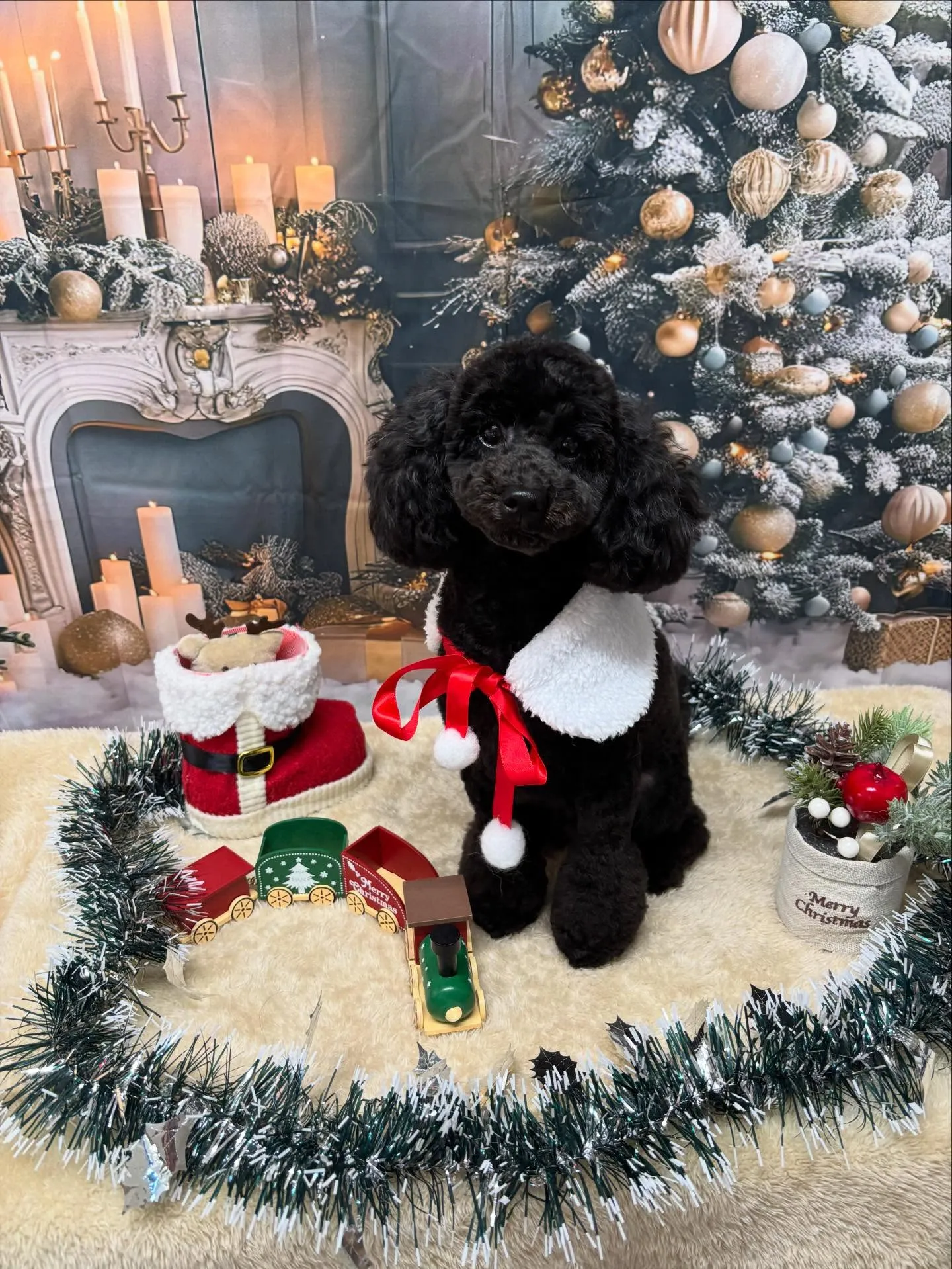 🍃今日のトリミング🍃トイプードル🐶｜名東区・千種区・守山区の...