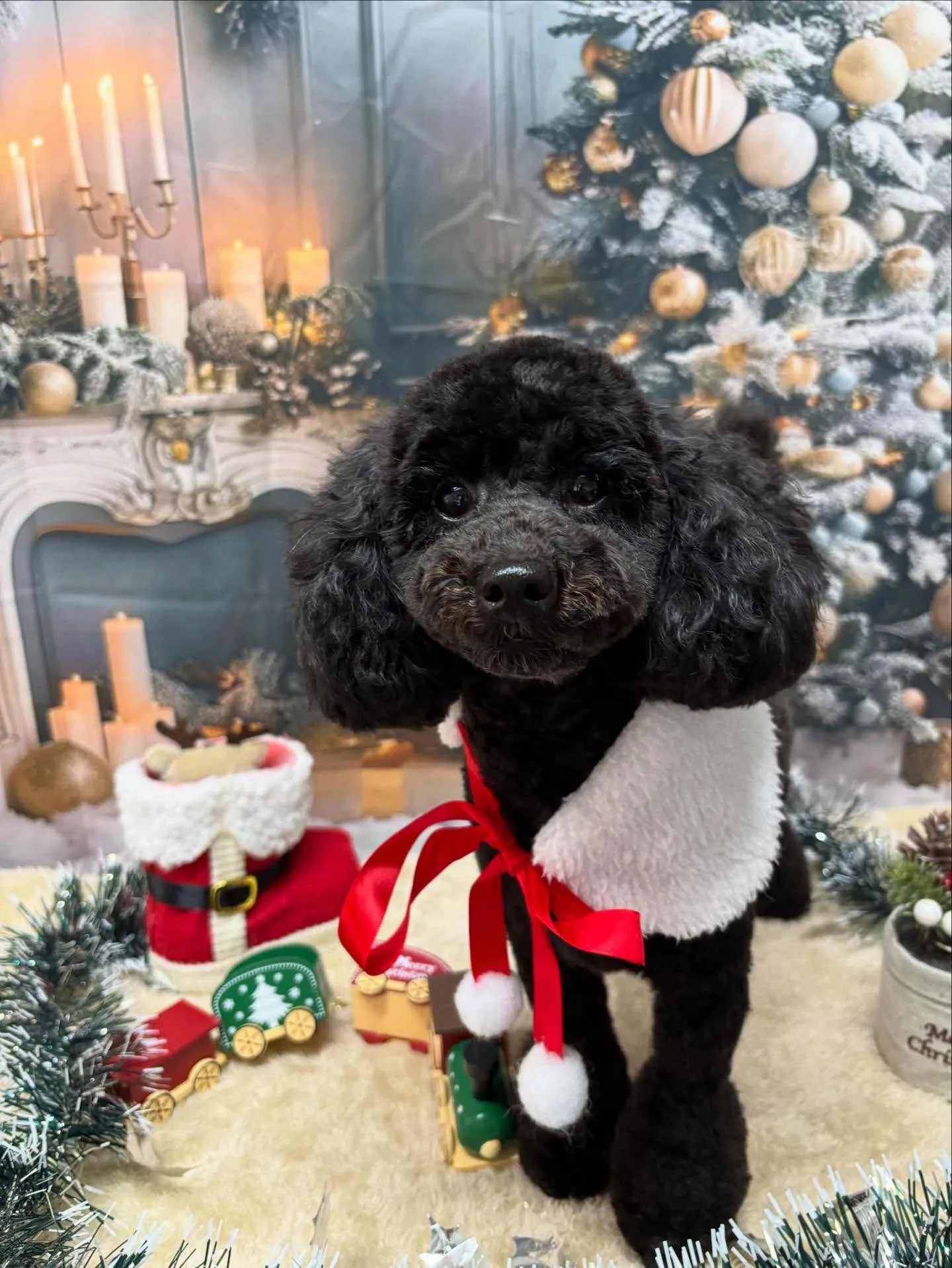 🍃今日のトリミング🍃トイプードル🐶｜名東区・千種区・守山区の...