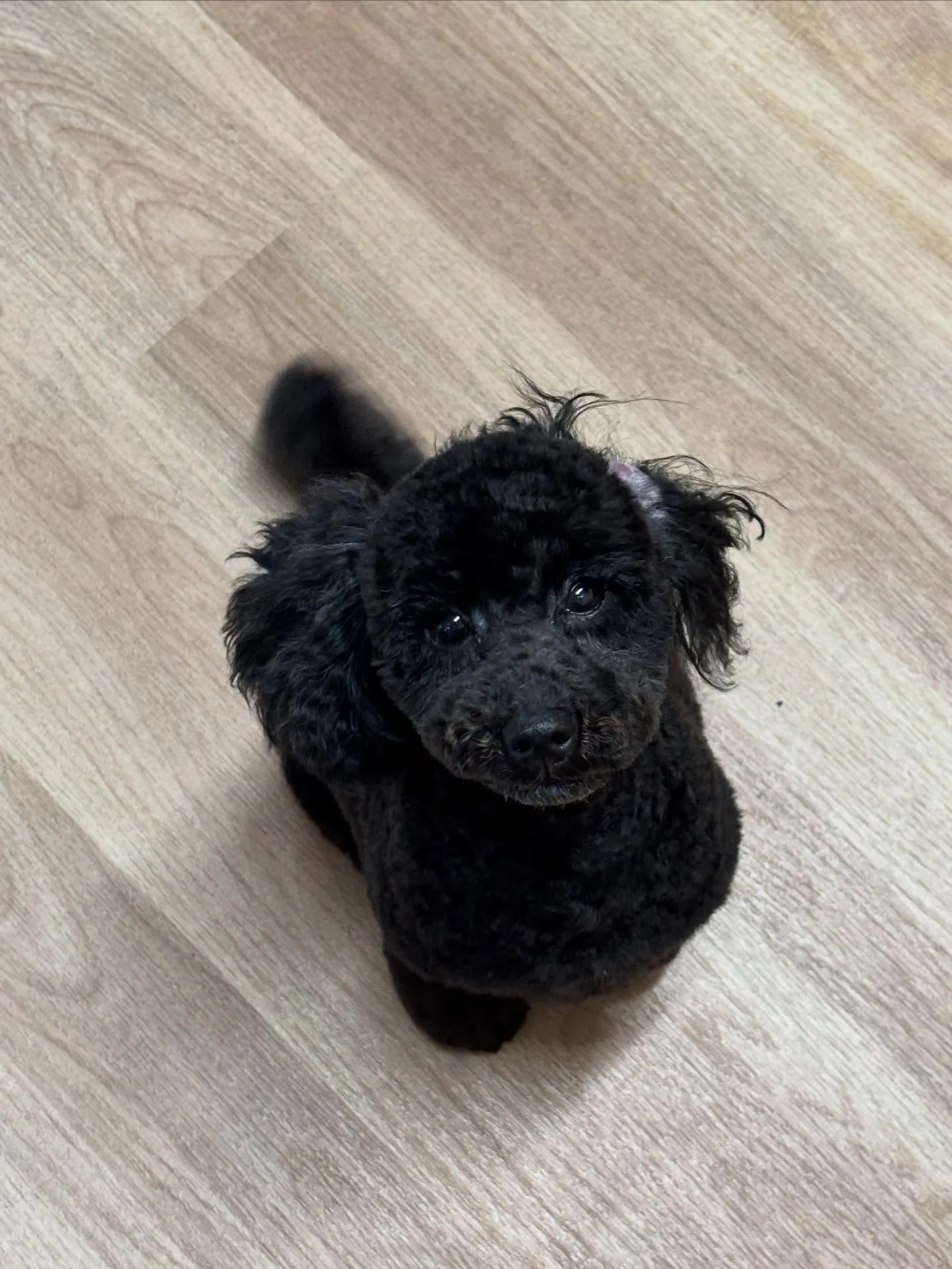 🍃今日のトリミング🍃トイプードル🐶｜名東区・千種区・守山区の...