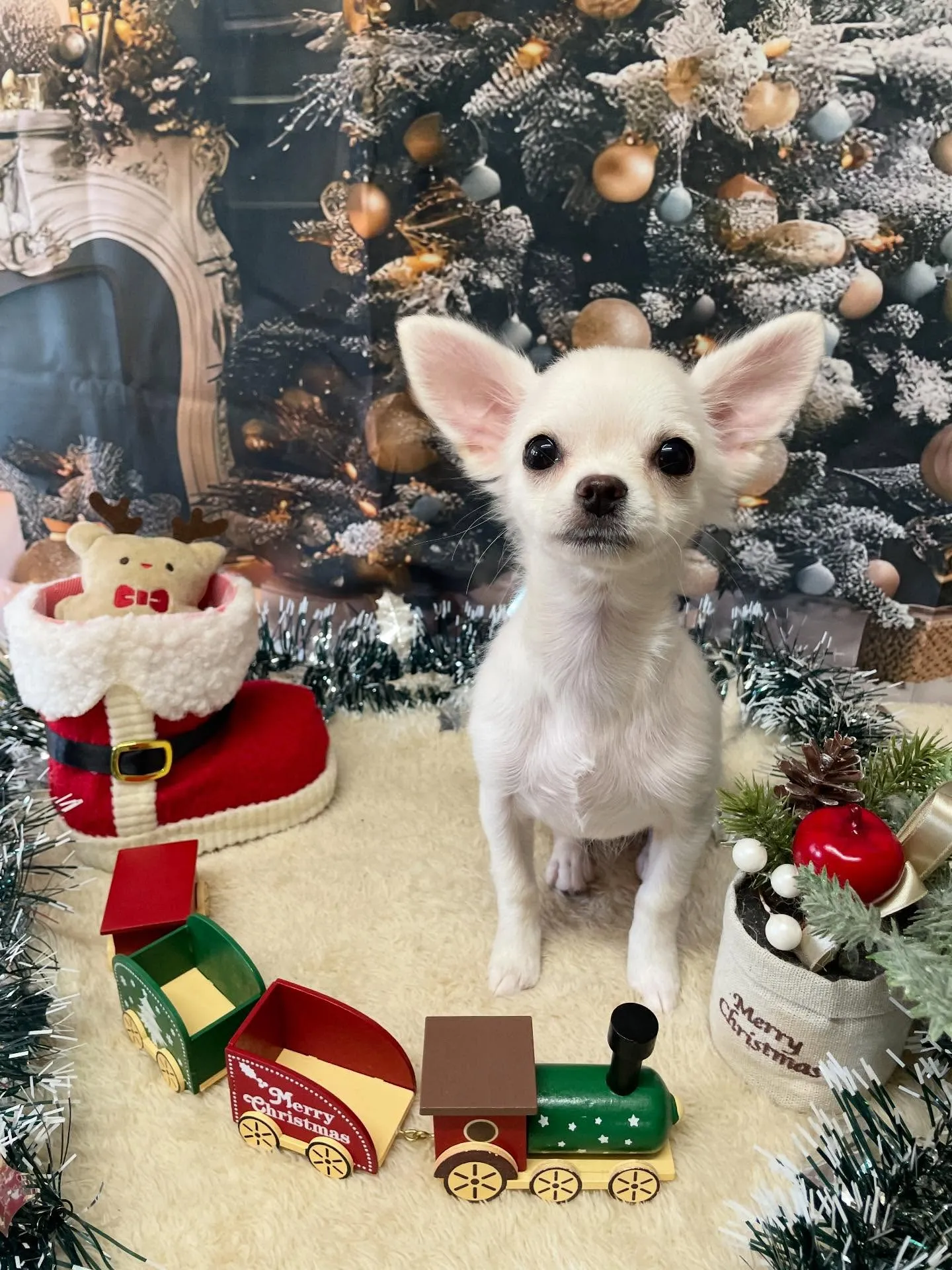 🍃今日のトリミング🍃チワワ🐶｜名東区・千種区・守山区の動物病...