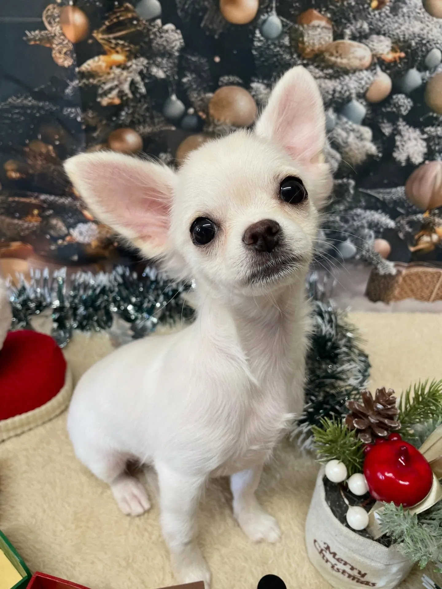 🍃今日のトリミング🍃チワワ🐶｜名東区・千種区・守山区の動物病...